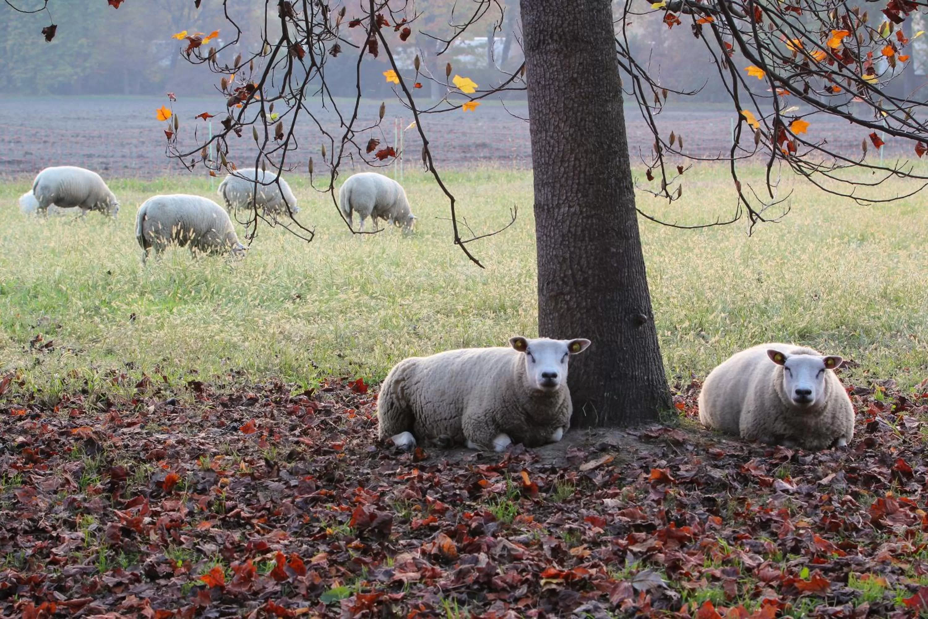 Animals in Agriturismo Il Torrione