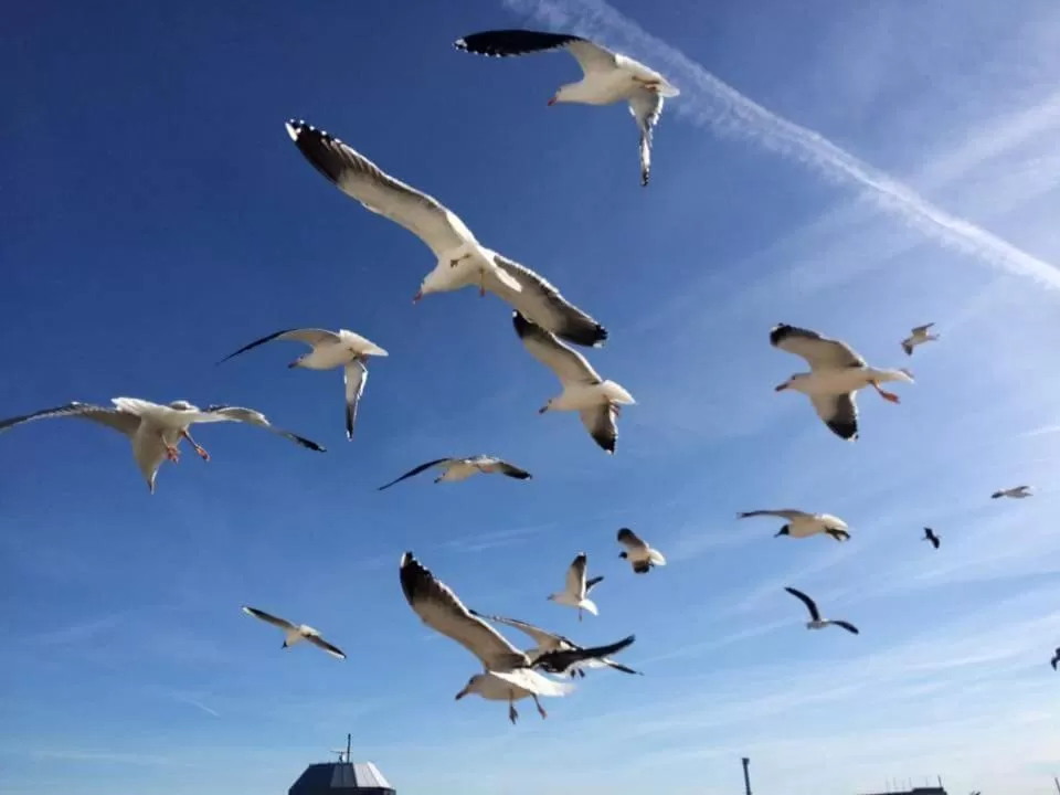 Animals in Holland House F94DP26