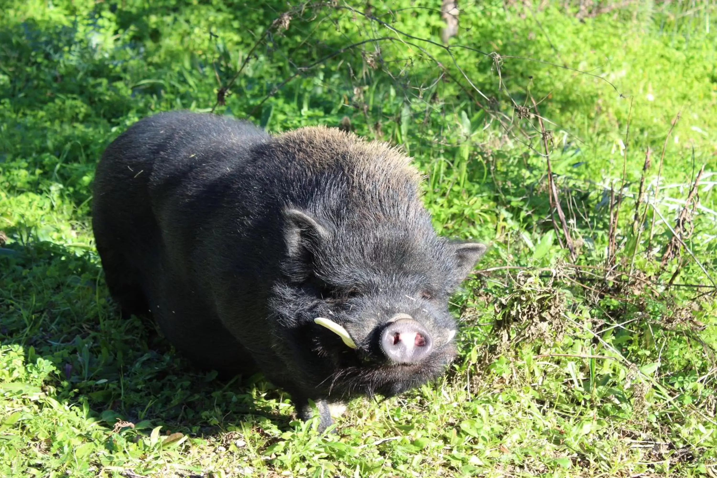 Pets, Other Animals in Il Gallo Con Gli Stivali