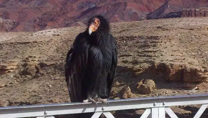 Animals in Lee's Ferry Lodge at Vermilion Cliffs