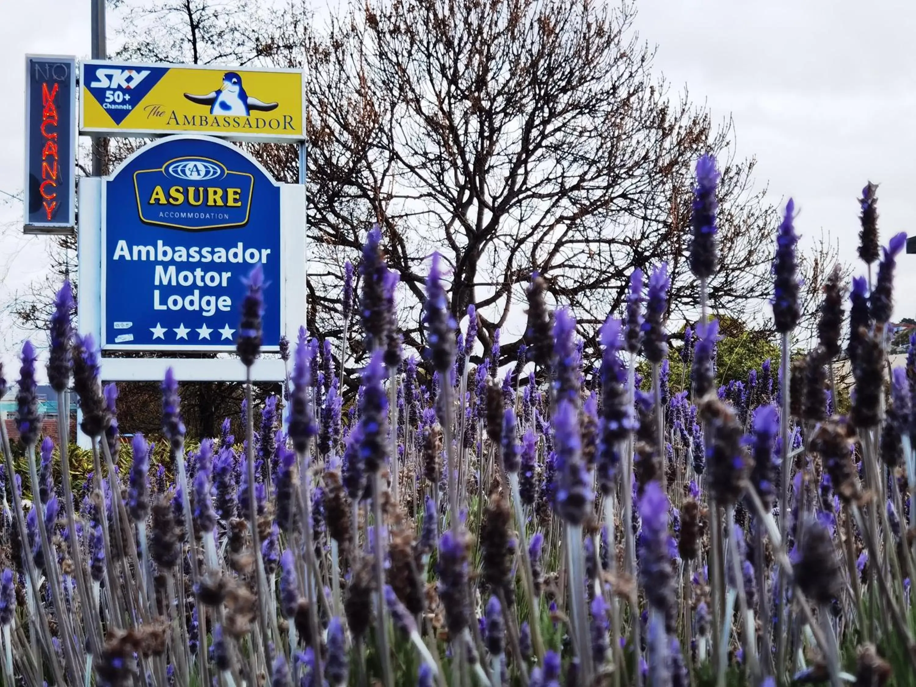 Property logo or sign, Winter in ASURE Ambassador Motor Lodge