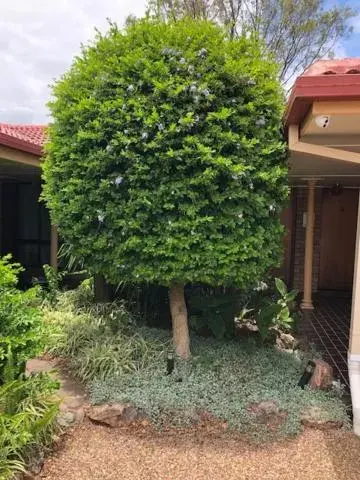 Garden in Muswellbrook Motor Inn