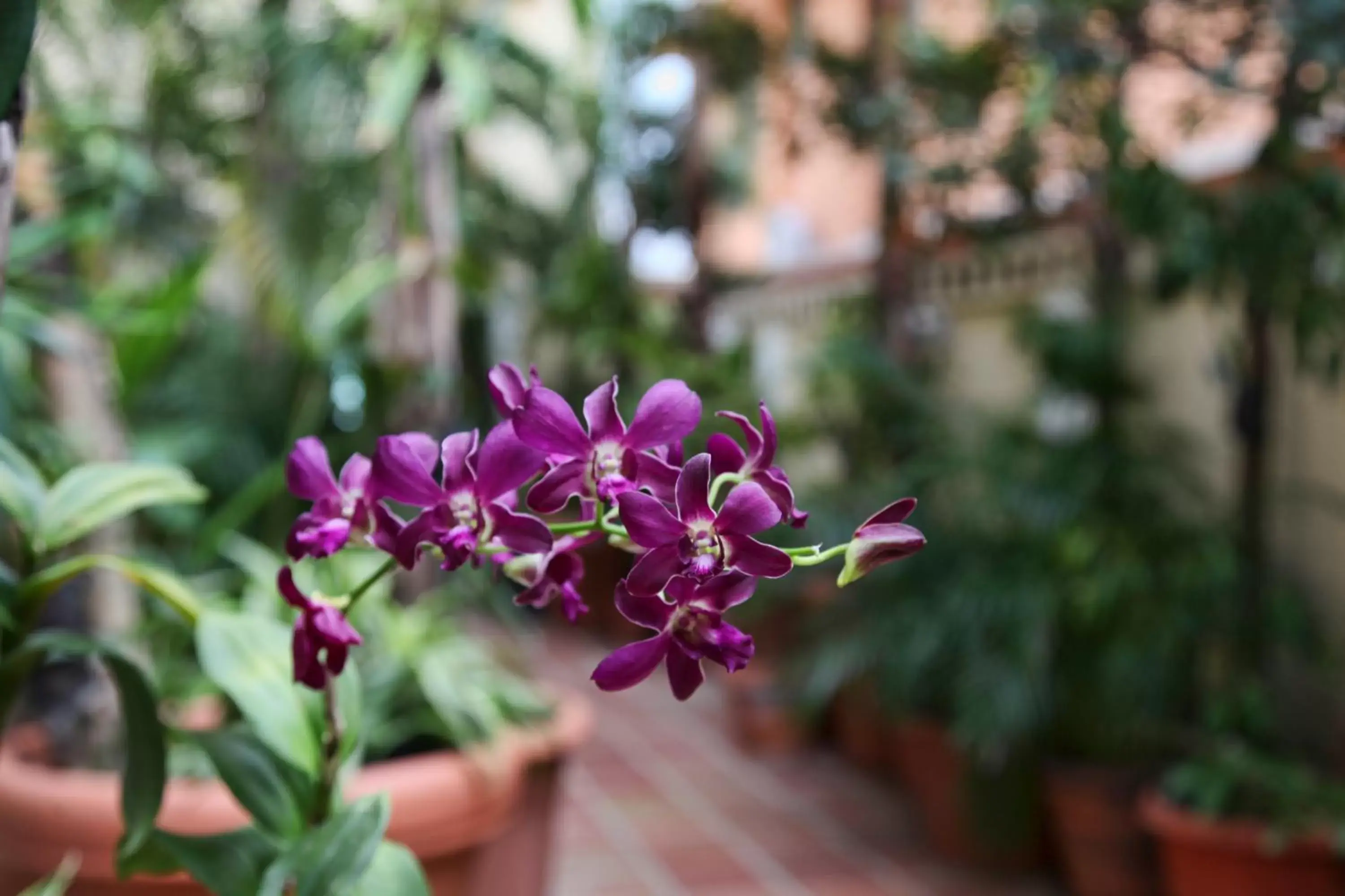 Other, Garden in Coral Princess Hotel