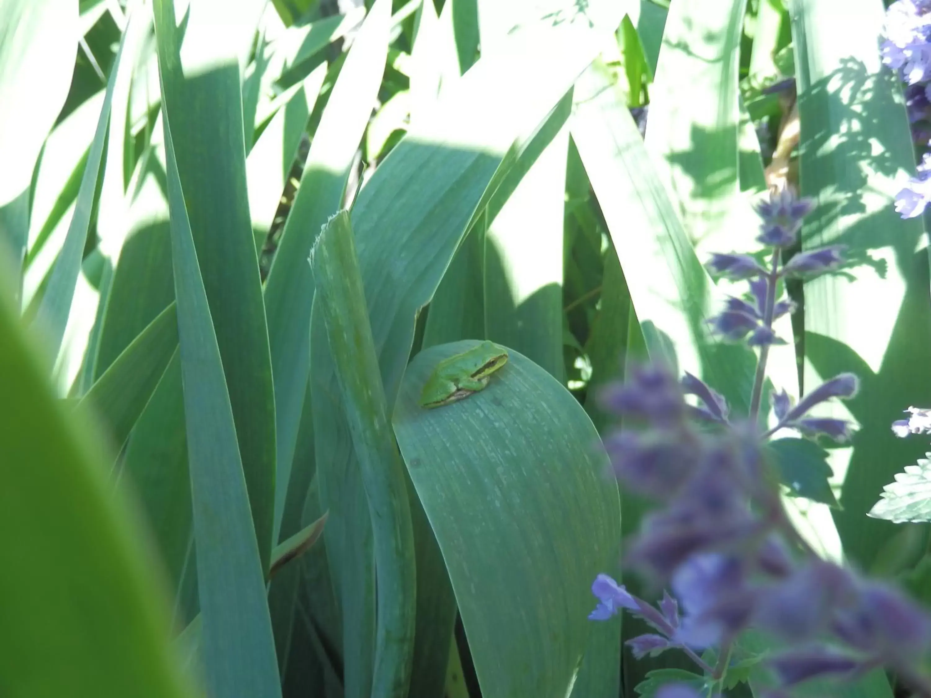 Garden in Armand Heights