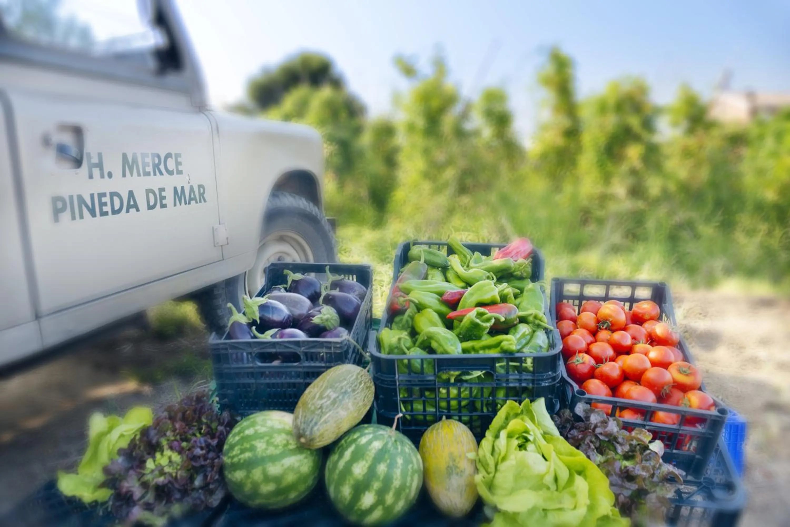 Area and facilities in Mercè