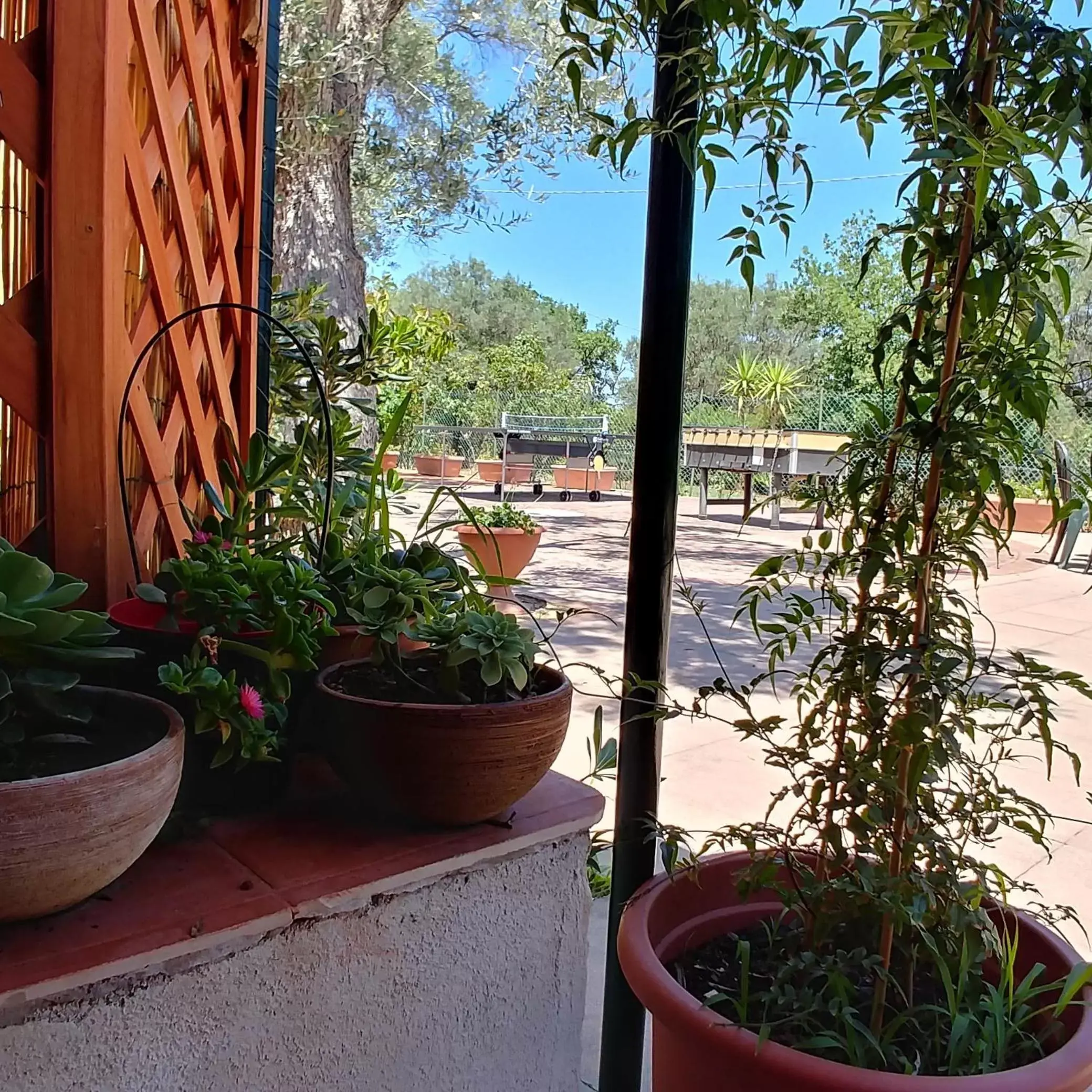 View (from property/room) in La Piana degli Ulivi