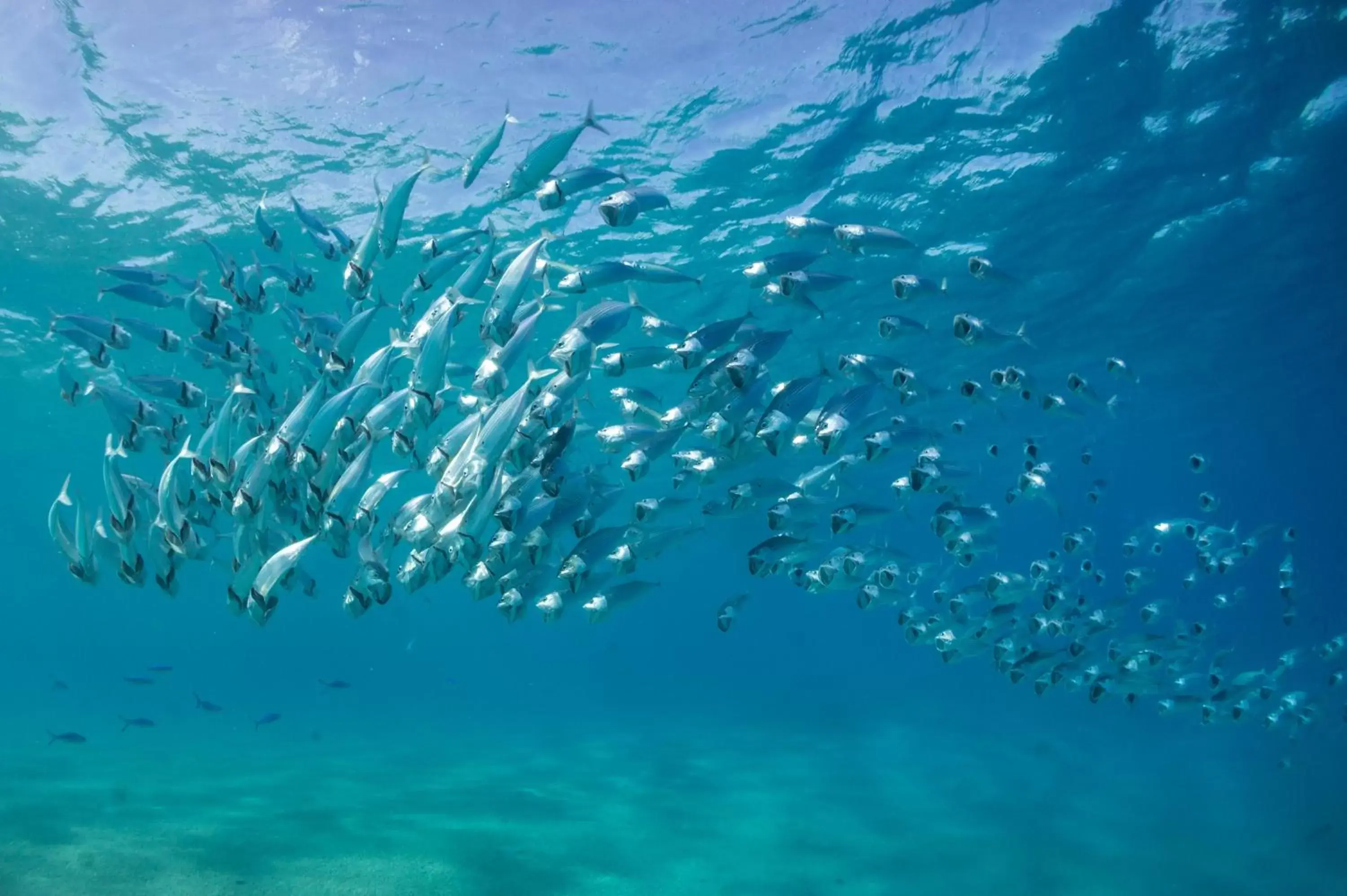 Snorkeling in Coral Sun Beach