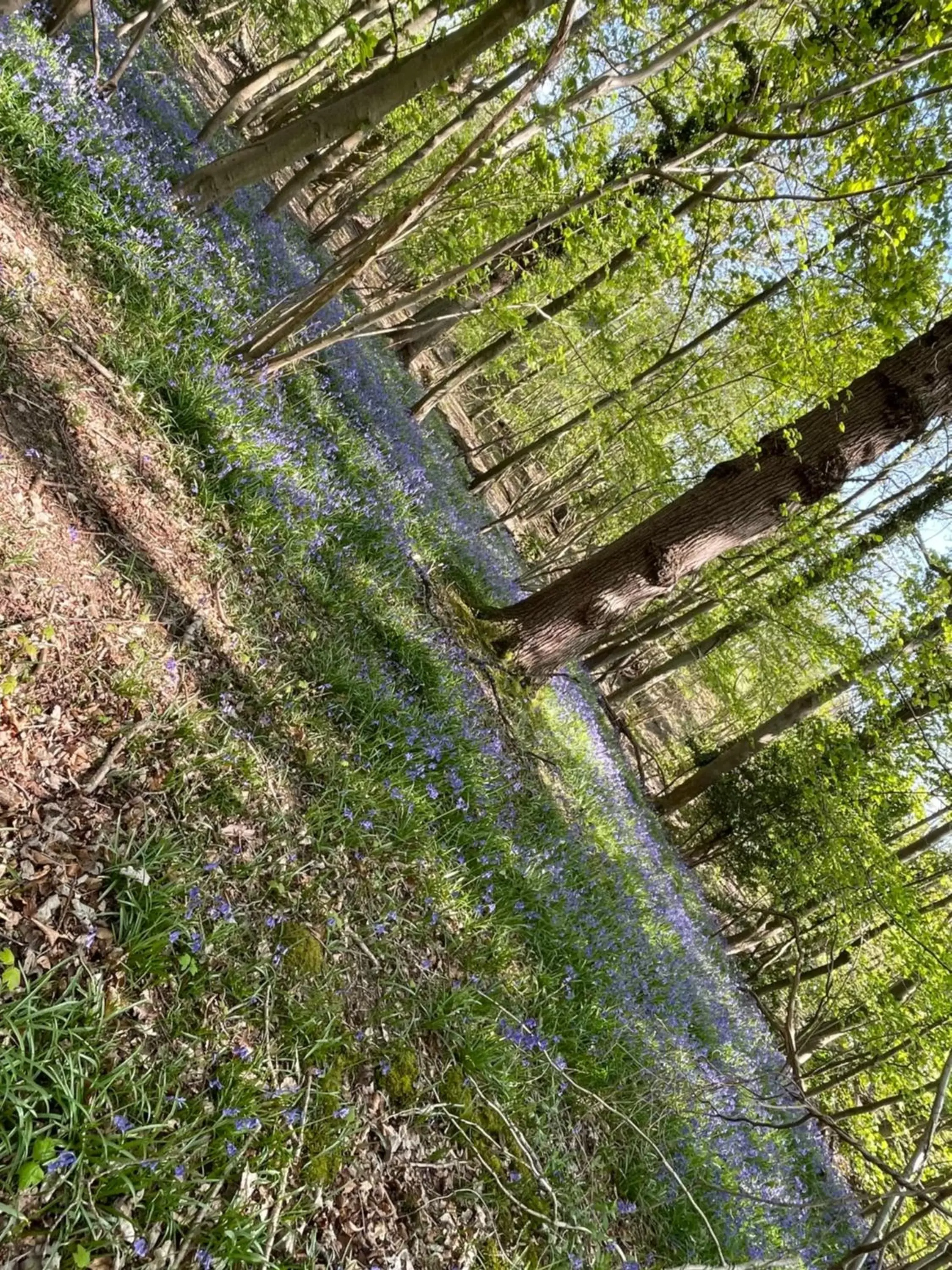 Natural Landscape in South Lodge House