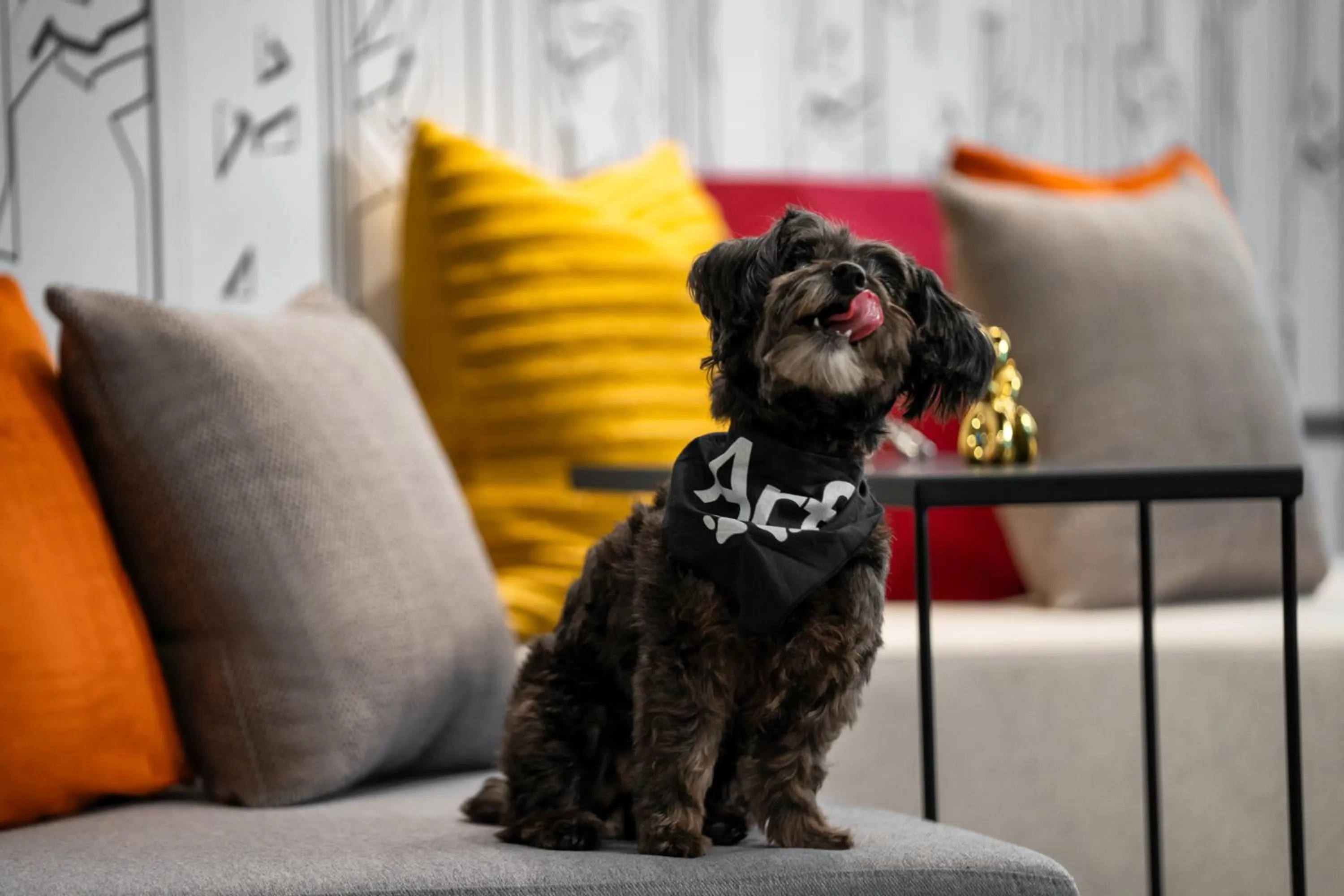 Pets in Aloft New York Chelsea