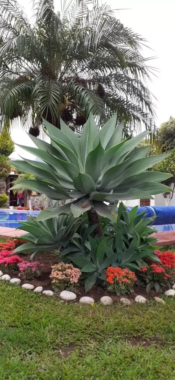 Garden in Hotel Boutique Bacaanda