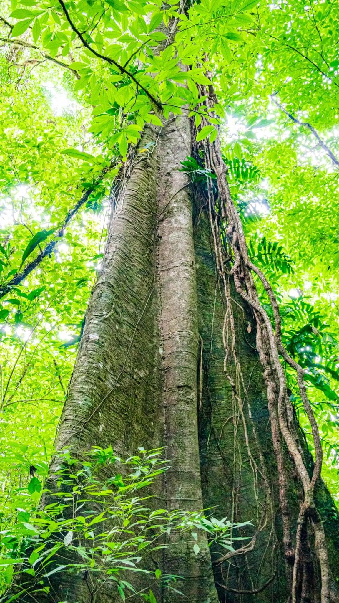 Property building in Agutipaca Bungalows