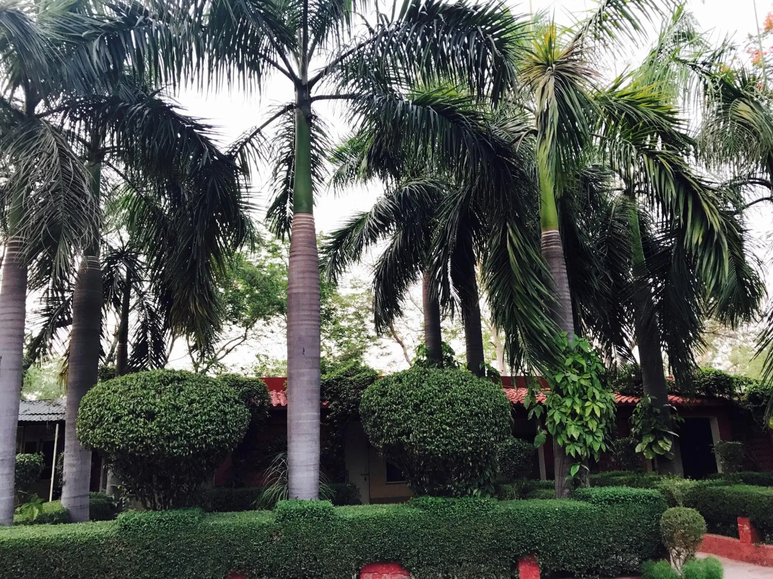 Garden view, Garden in Hotel Sheela