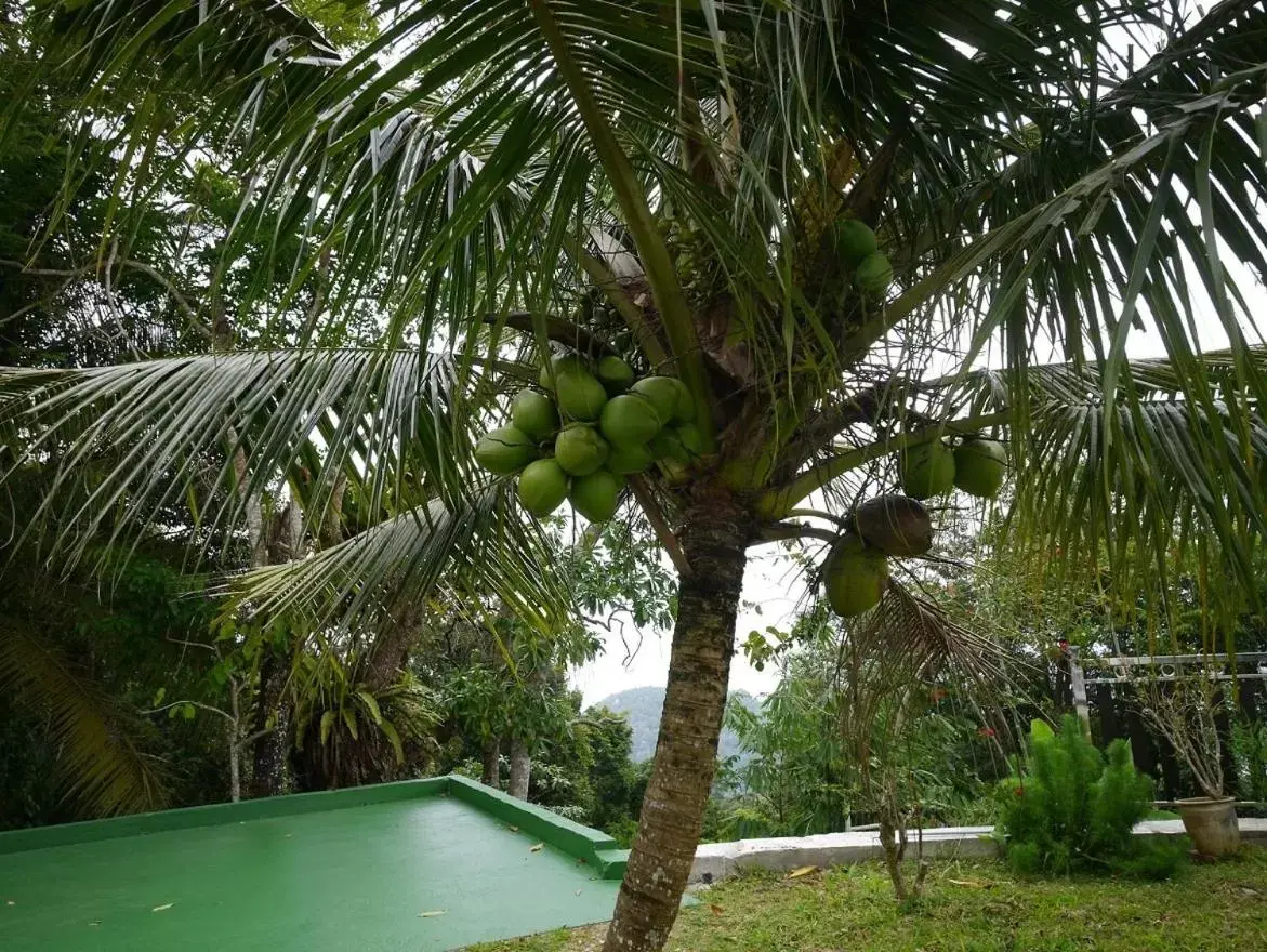 Swimming Pool in Hickory Penang Hill