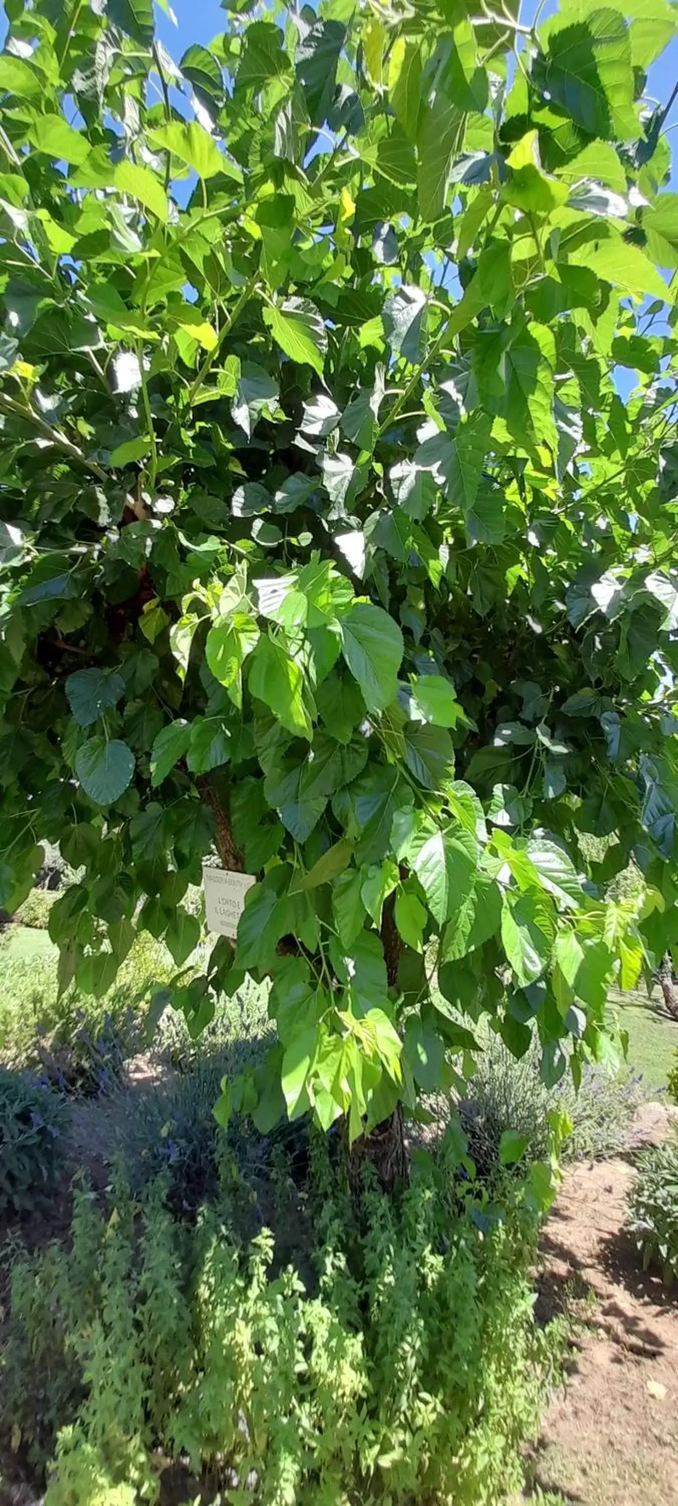 Garden in Masseria boutique b&b