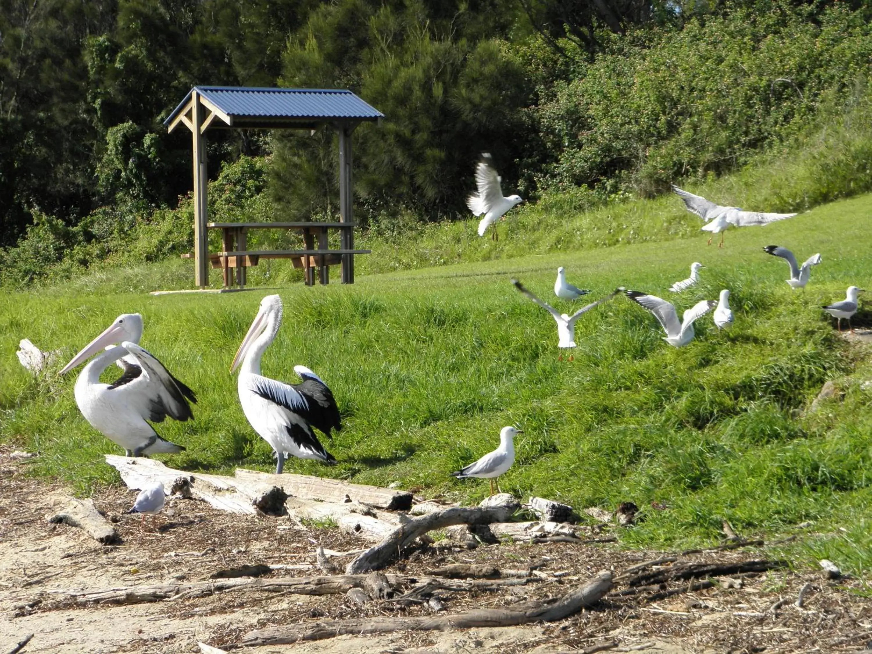 Children play ground, Other Animals in Culburra Beach Motel