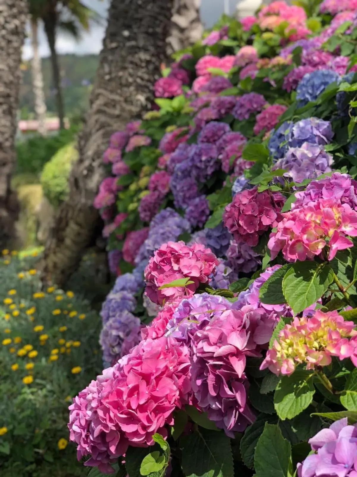 Garden in Il Borghetto Creative Resort