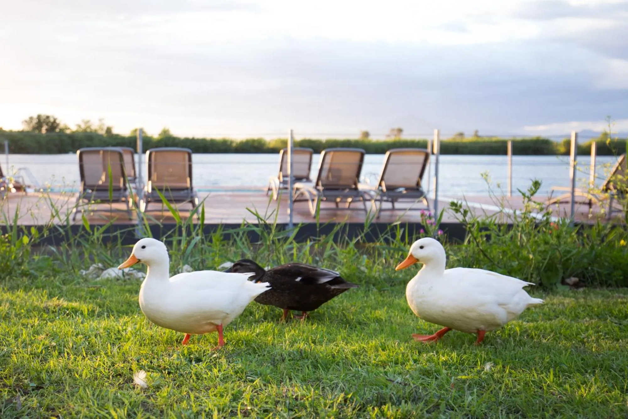 Animals in Plana Resort & SPA