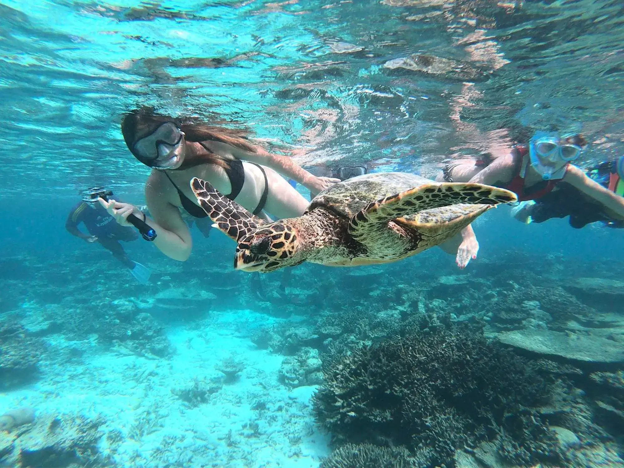 Snorkeling, Other Animals in Kaani Palm Beach