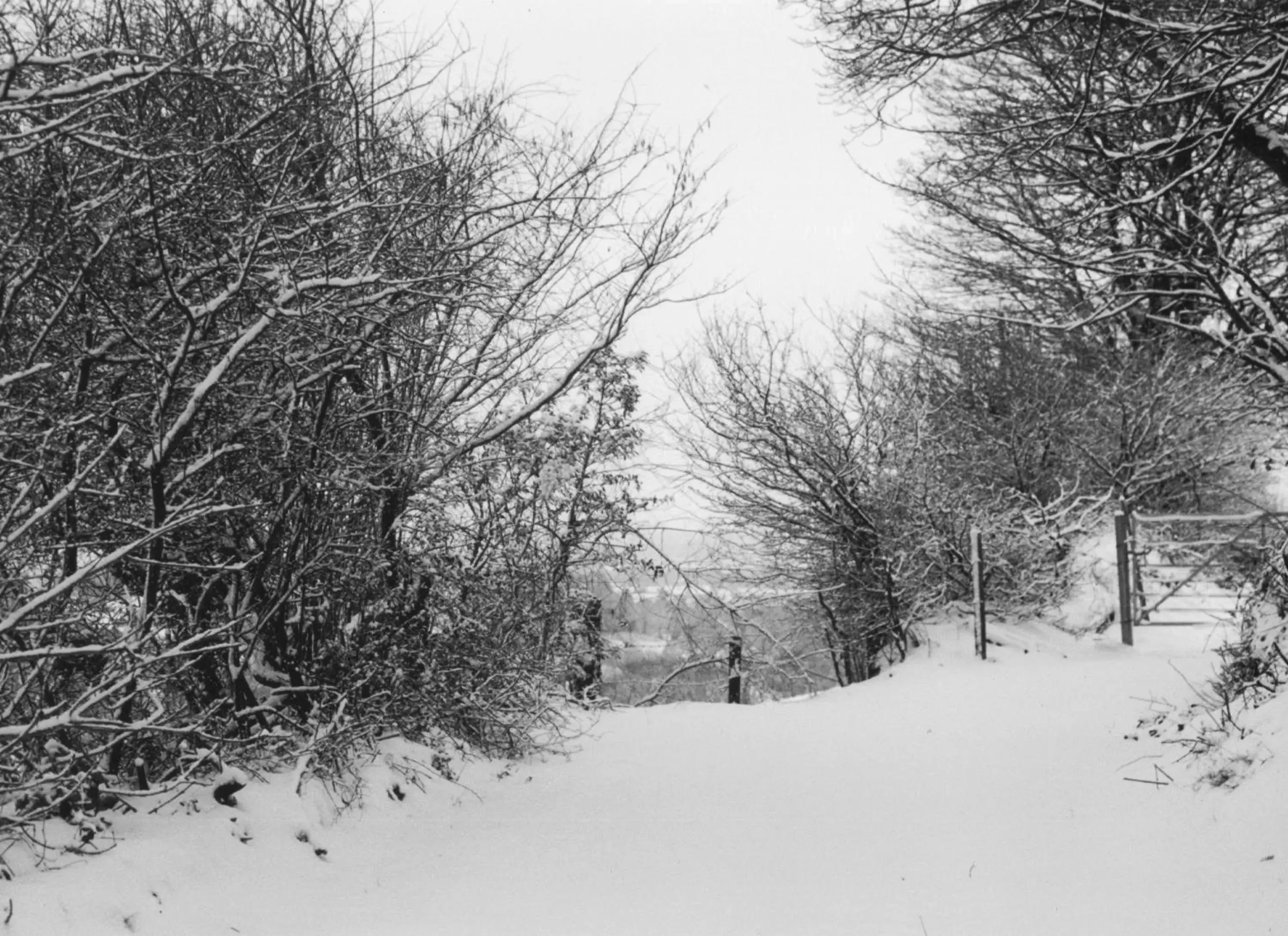 Natural landscape, Winter in Bryncoch
