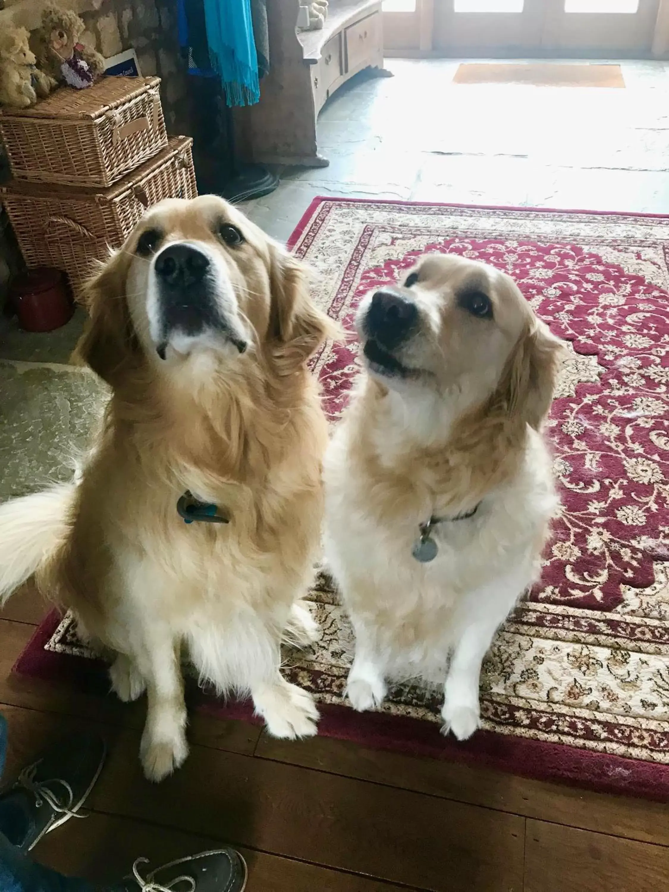 Pets in The Old Stables Bed & Breakfast