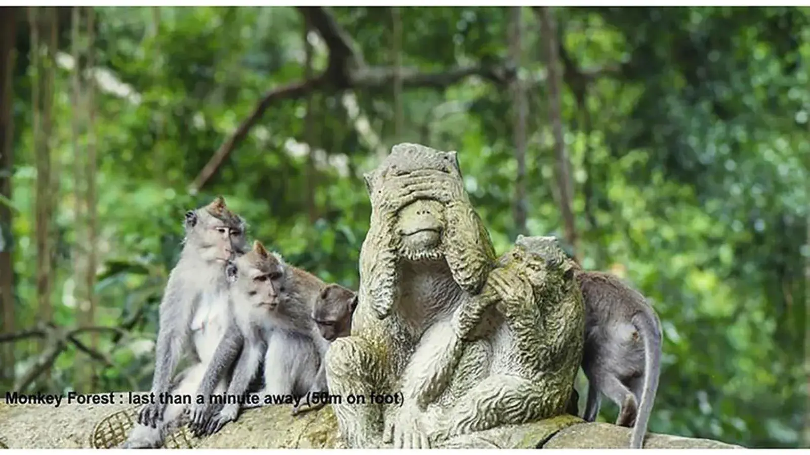 Area and facilities, Other Animals in Pande Permai Bungalows