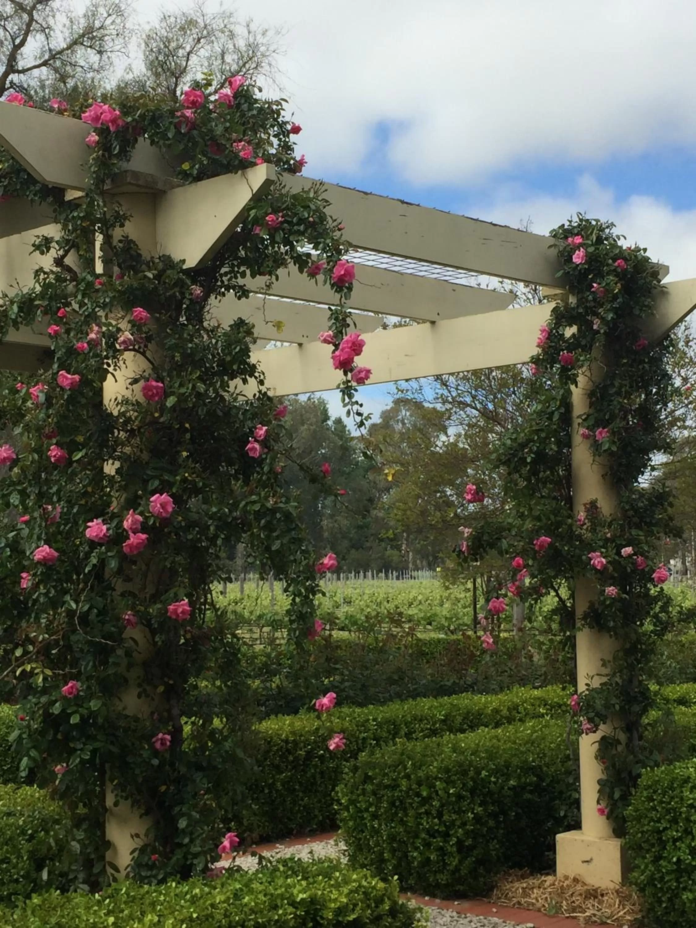 Garden in Barossa House