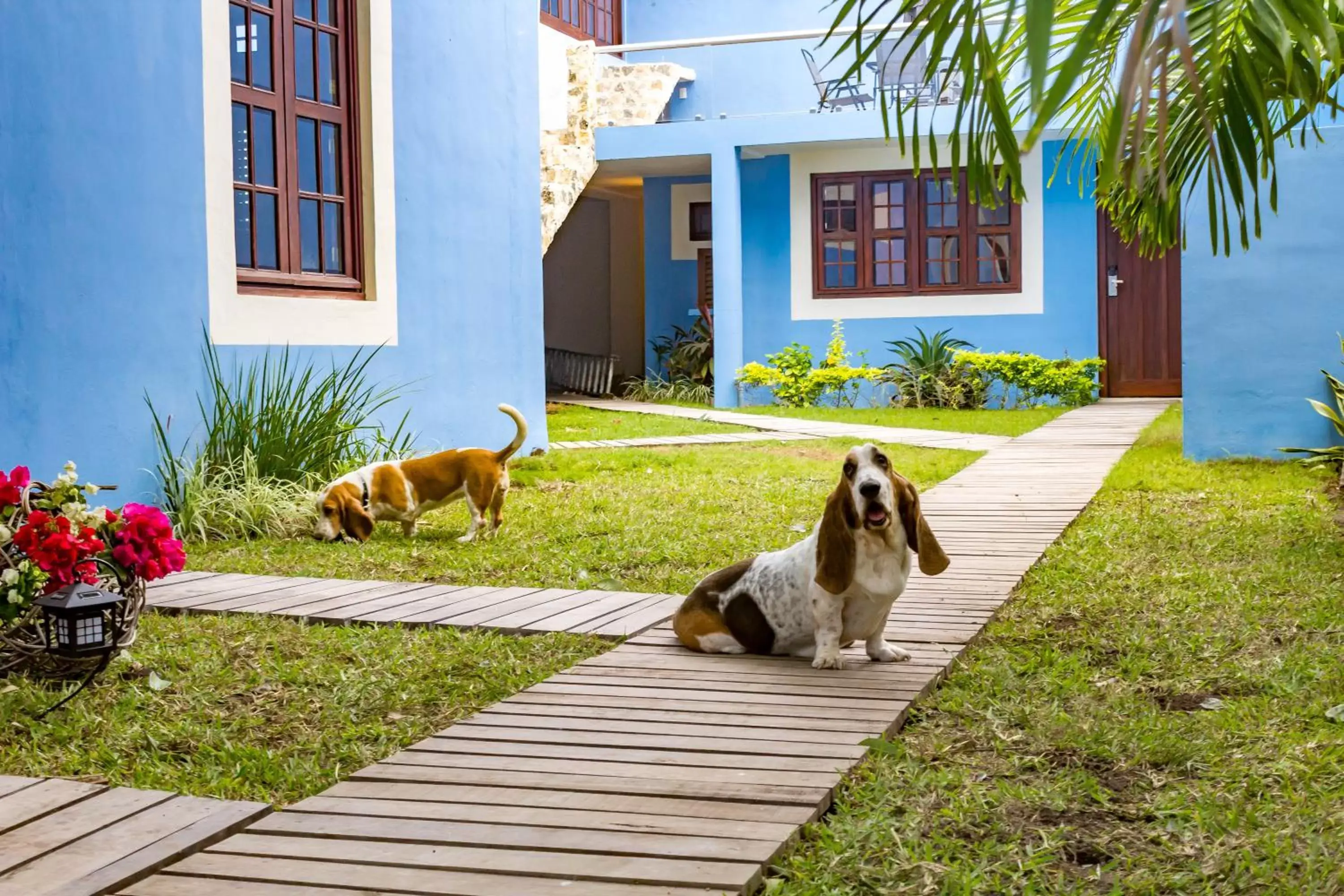 Pets in Hotel Maculís