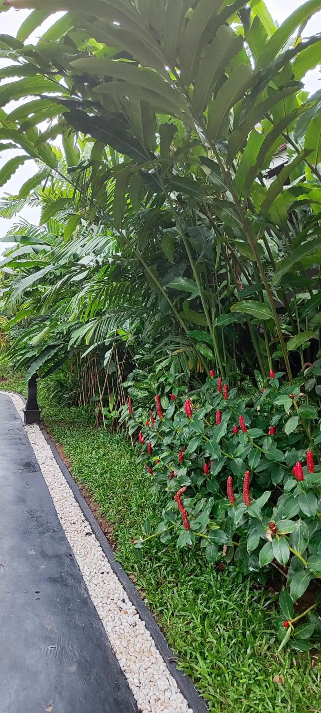 Garden in Carpe Diem Villas & Resort