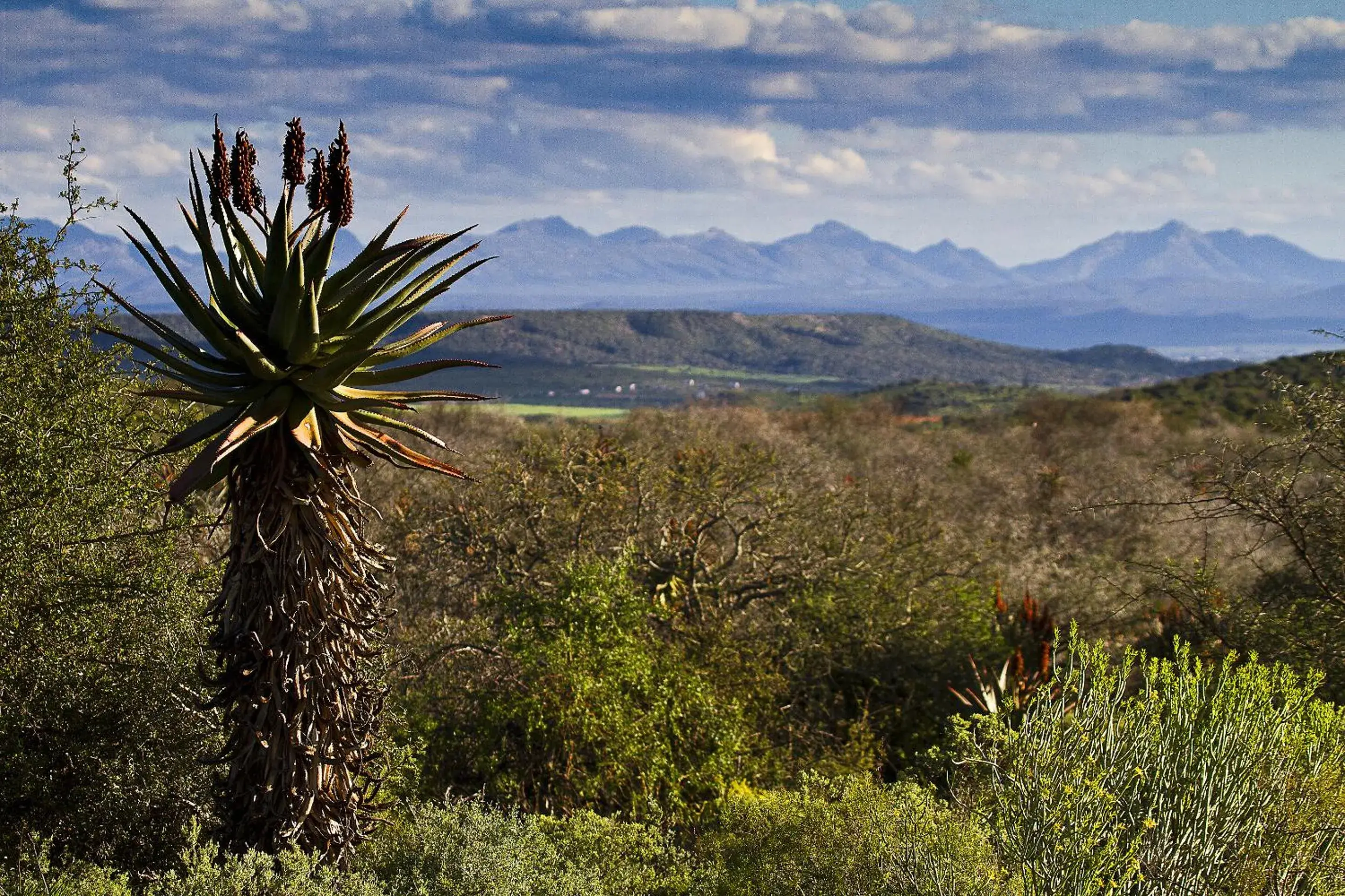 View (from property/room) in Buffelsdrift Game Lodge