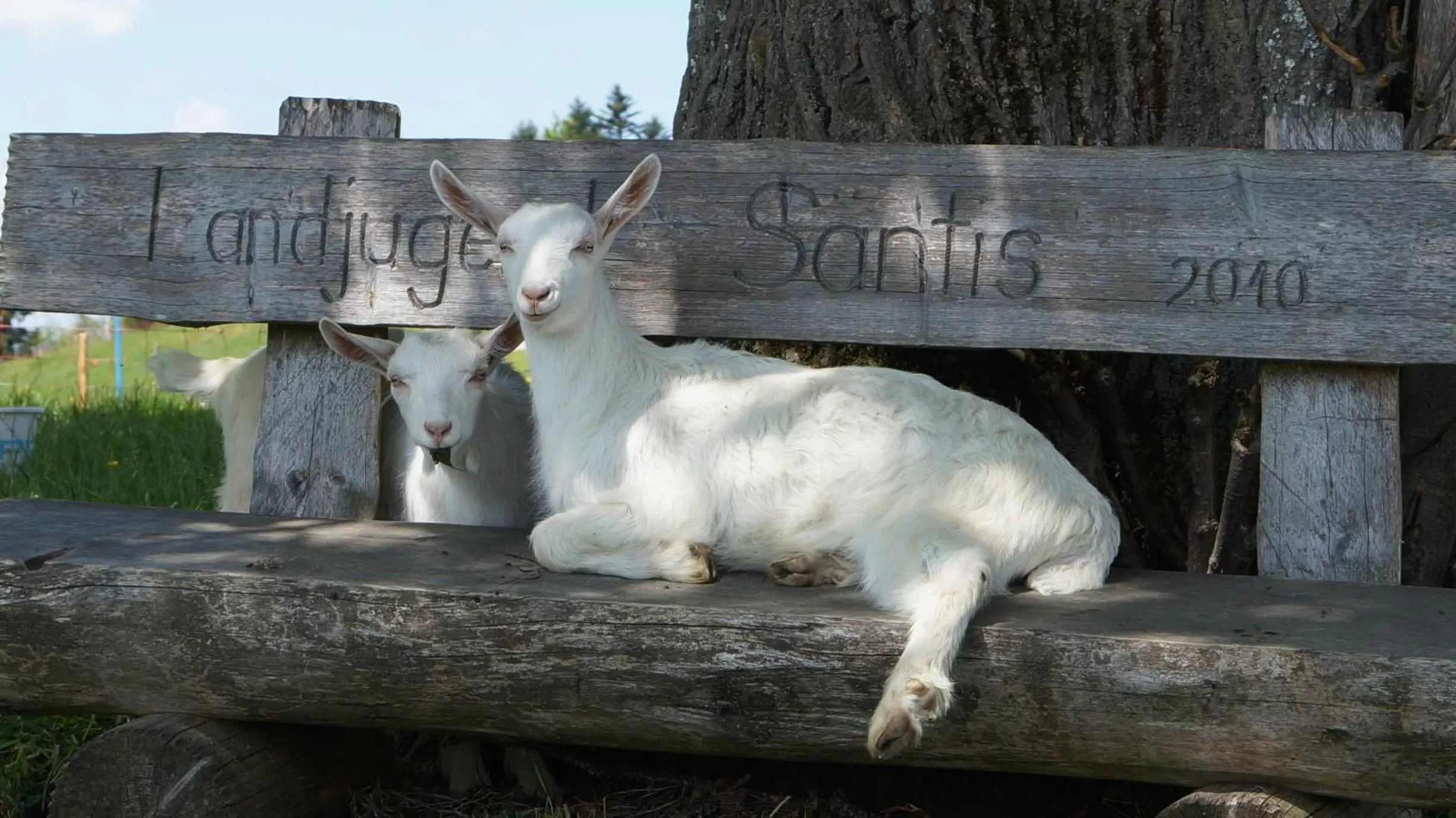 Other Animals in Gästehaus Aemisegg