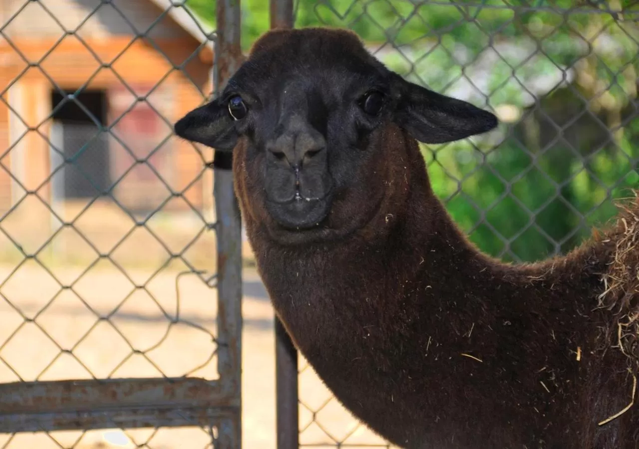 Animals in Ziołowa Dolina