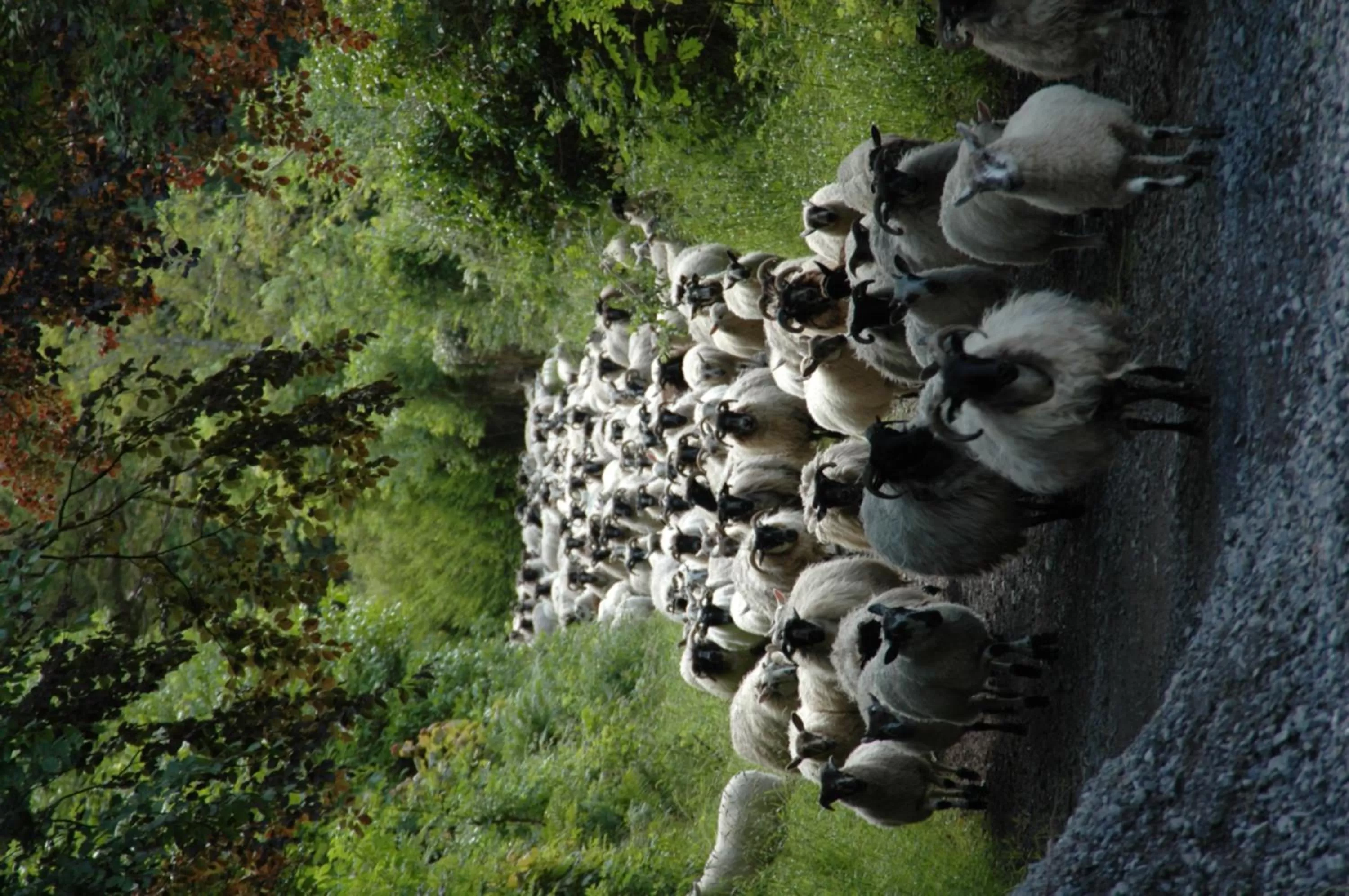 Other in Temple House