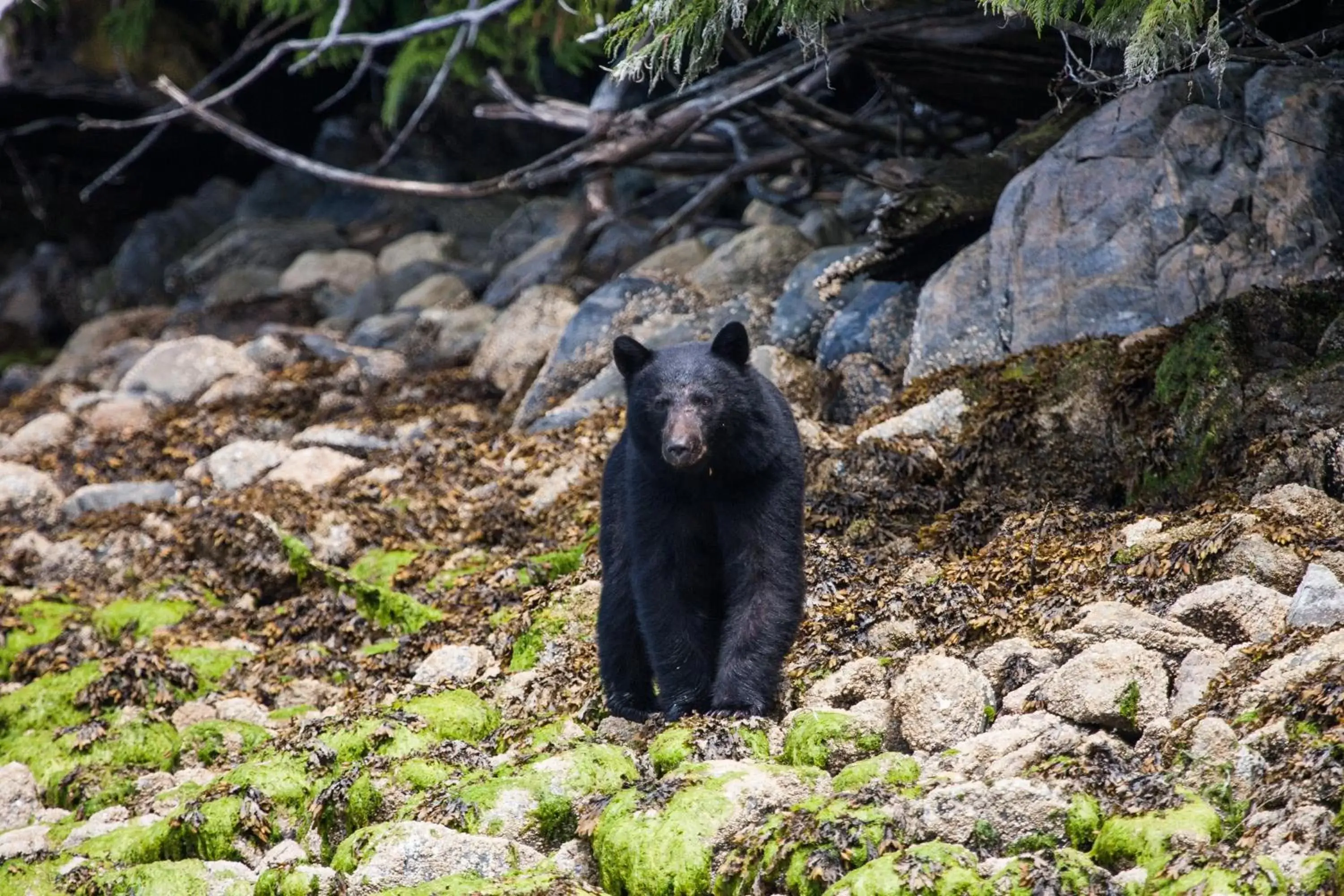 Animals, Other Animals in Tofino Resort + Marina