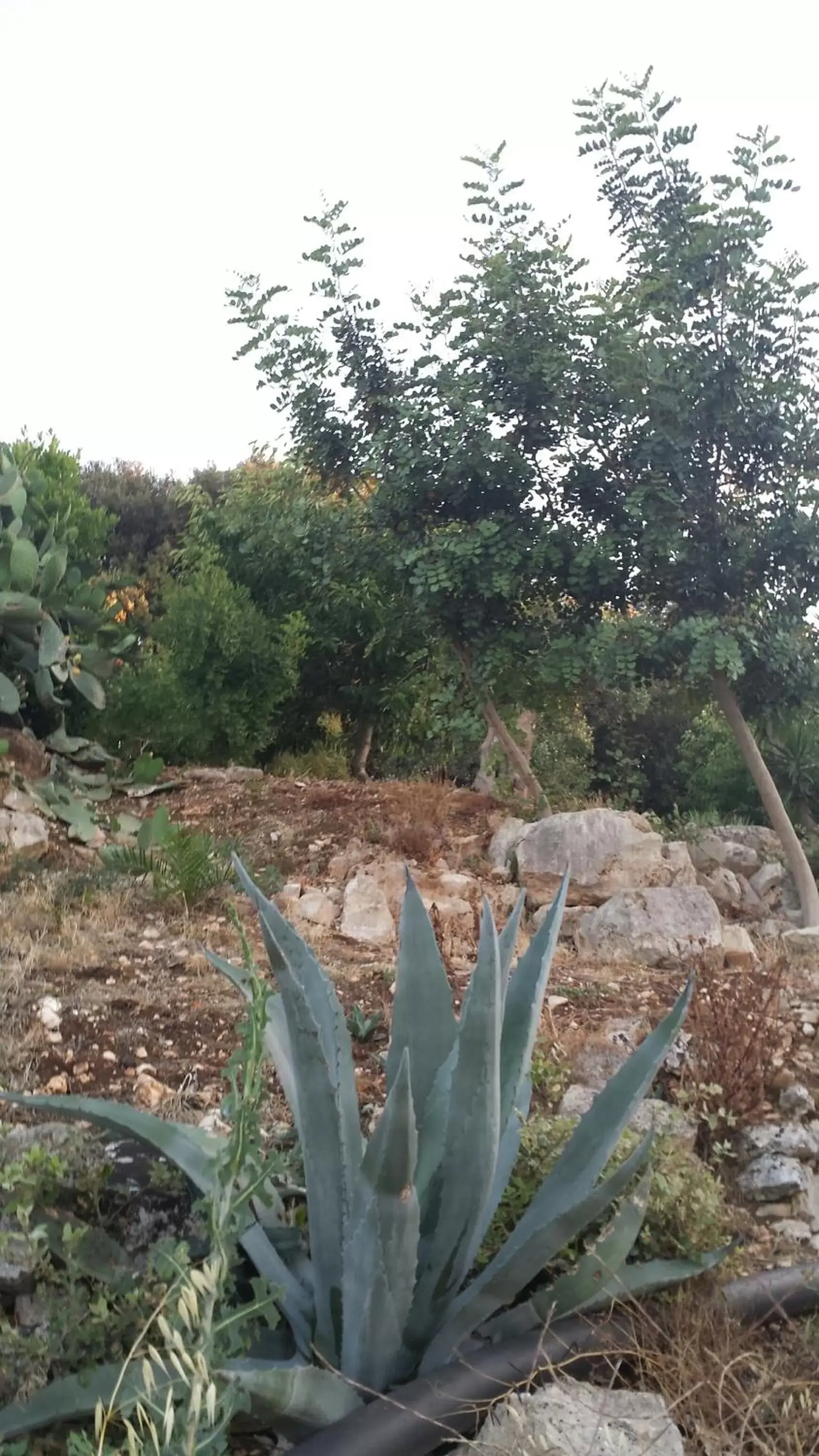 Garden in Le Dimore Del Sarto rooms