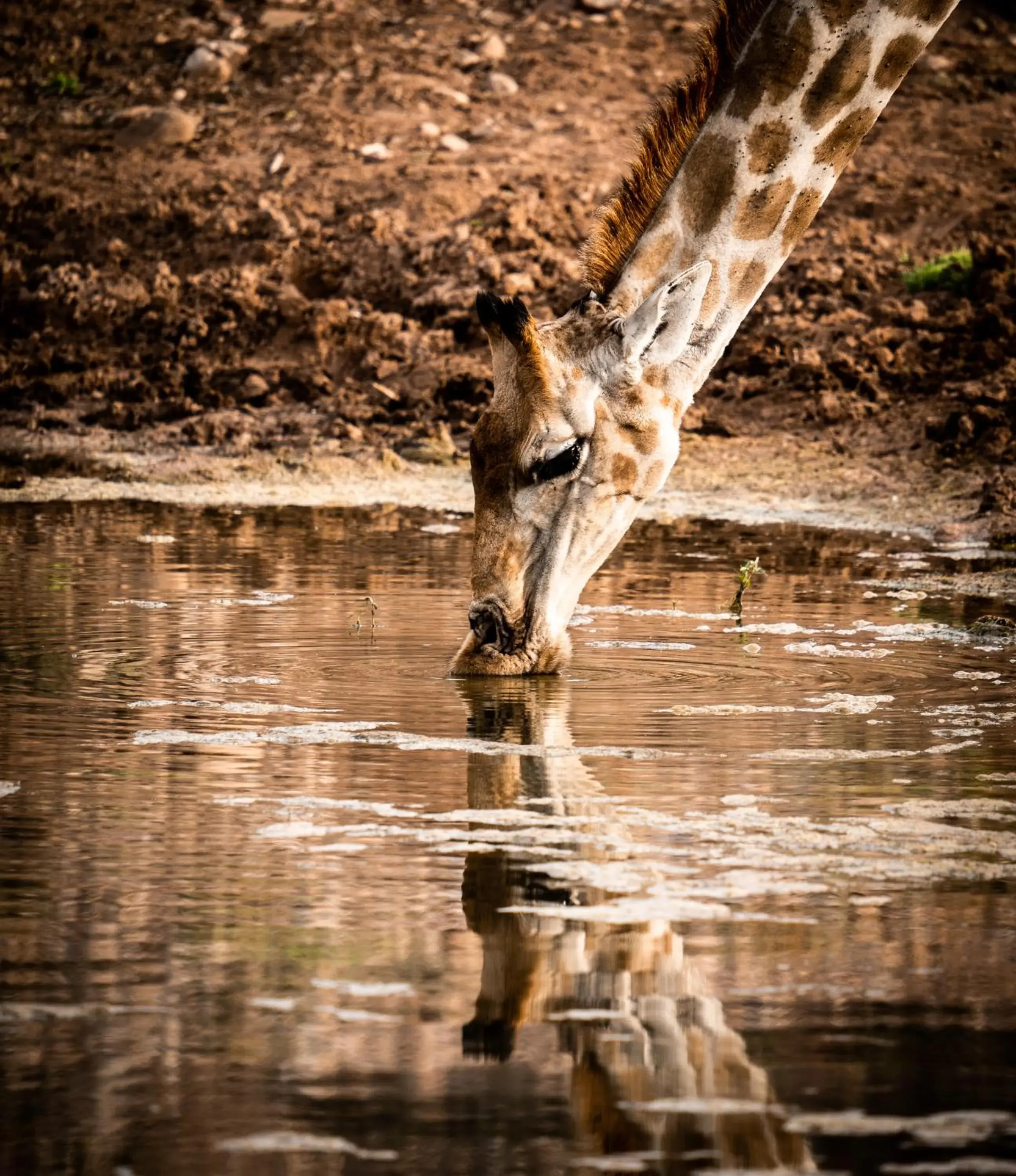 Activities, Other Animals in Buffelsdrift Game Lodge