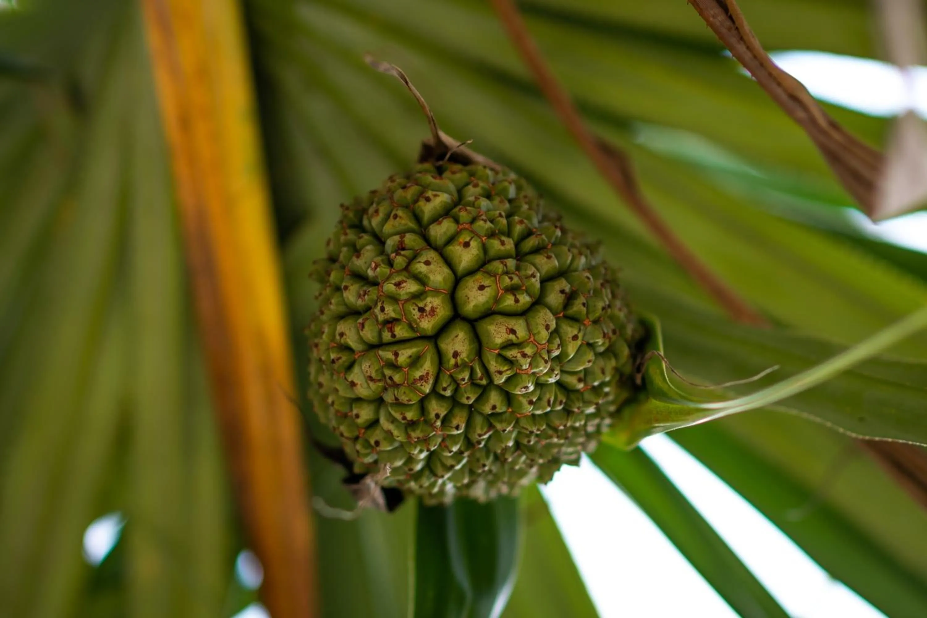 Food in Hakuna Majiwe Beach Lodge