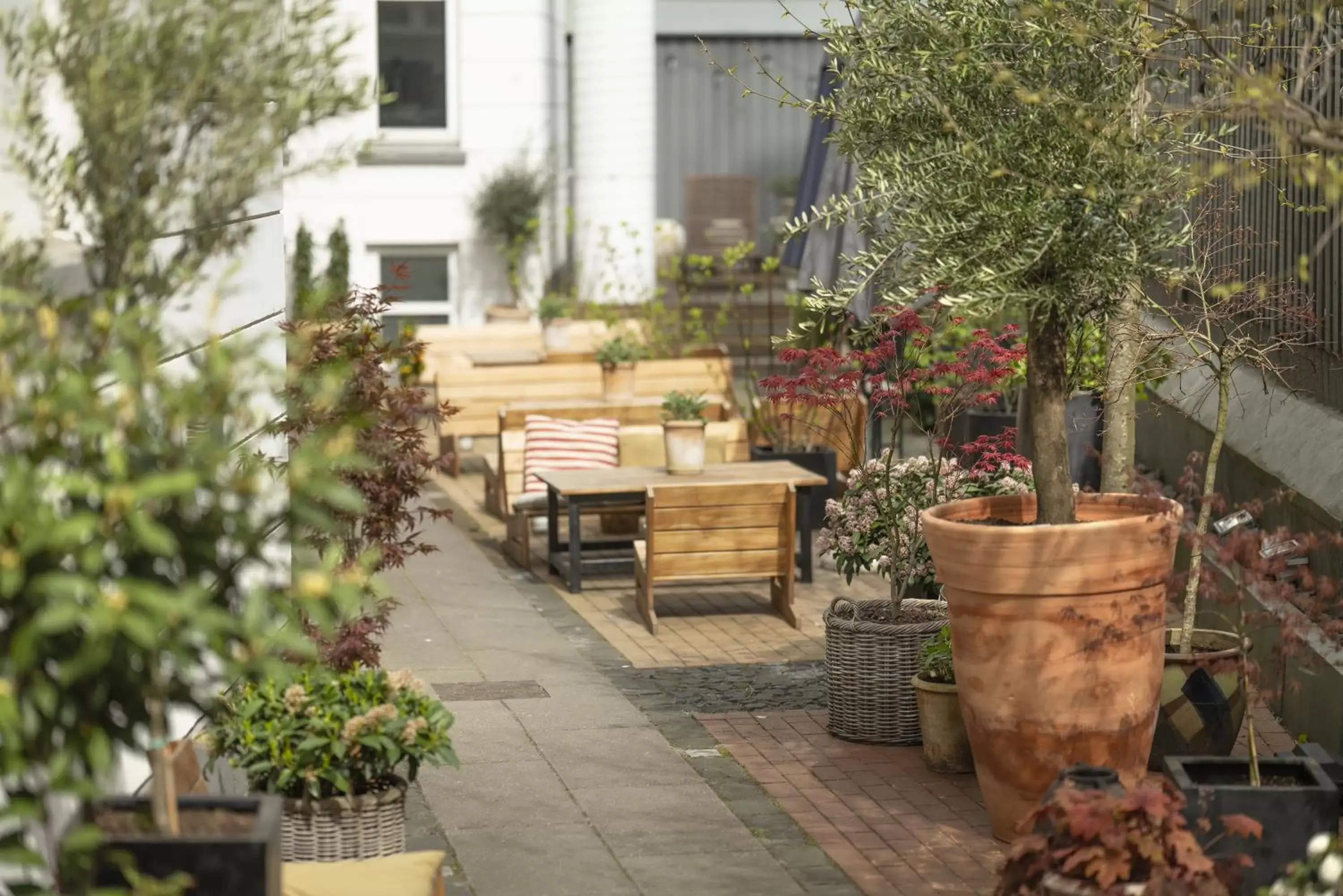 Garden in Hotel Mayfair