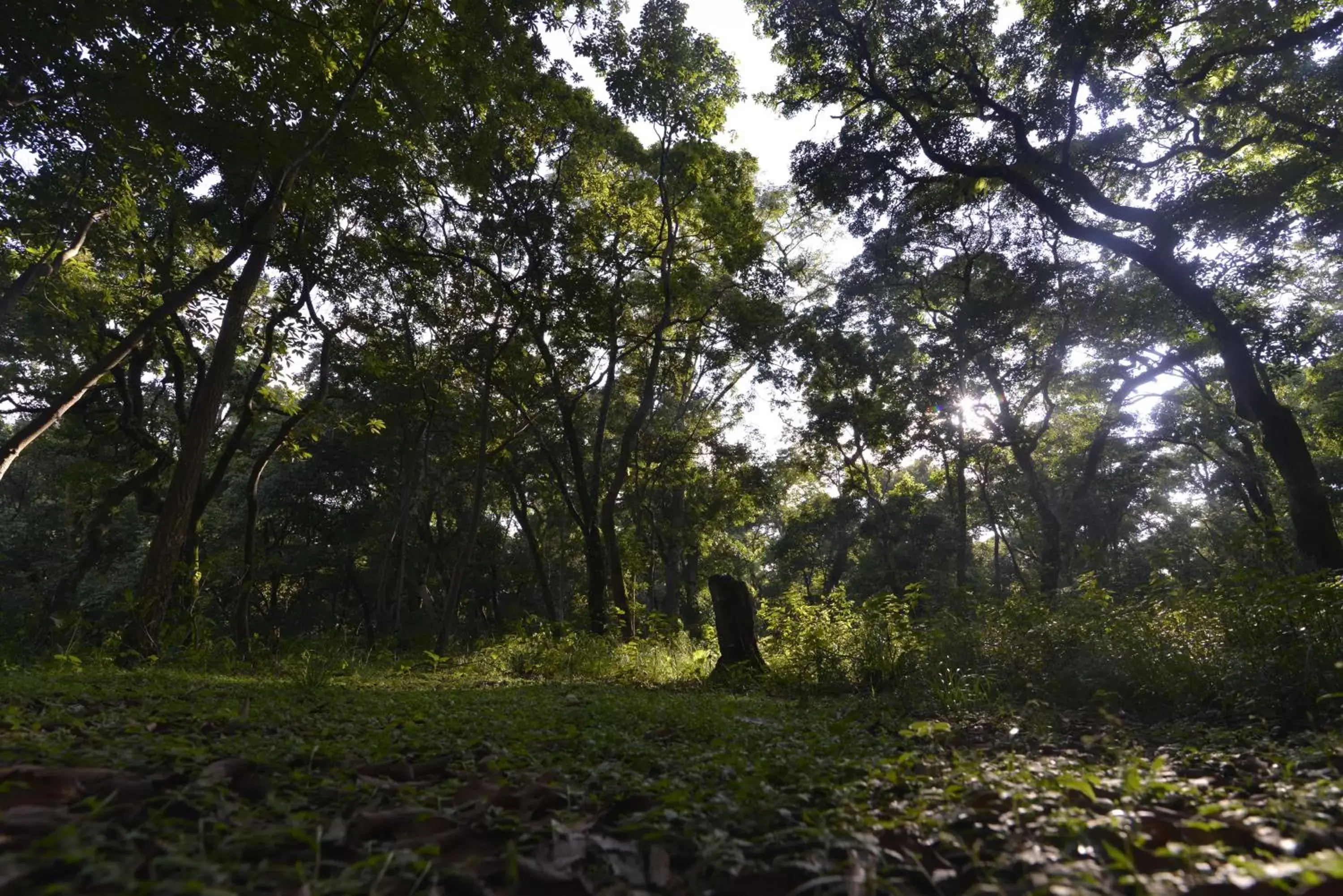 Garden in Gokarna Forest Resort