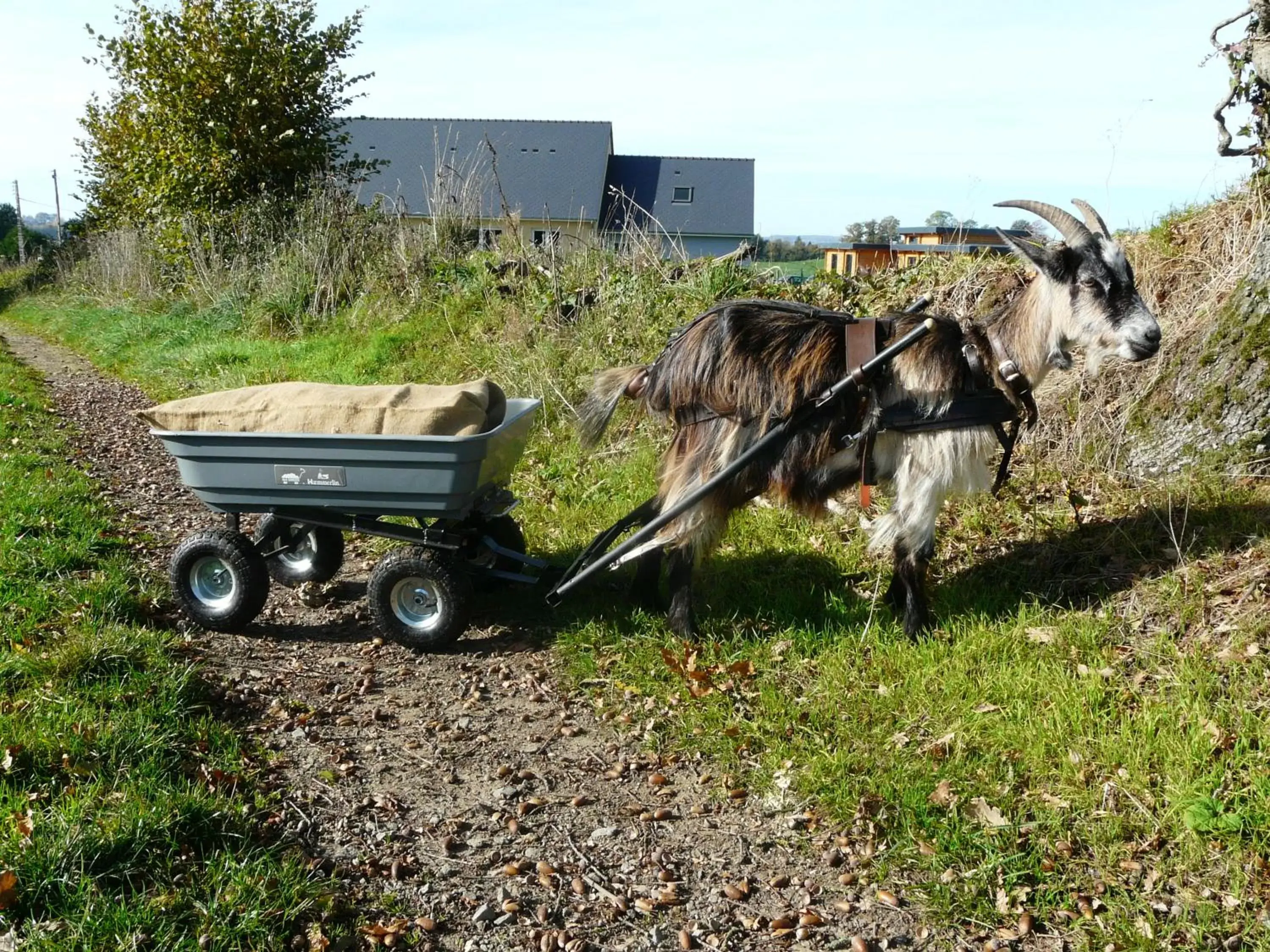 Activities, Other Animals in Chambre d'hôtes Le Pot au Lait