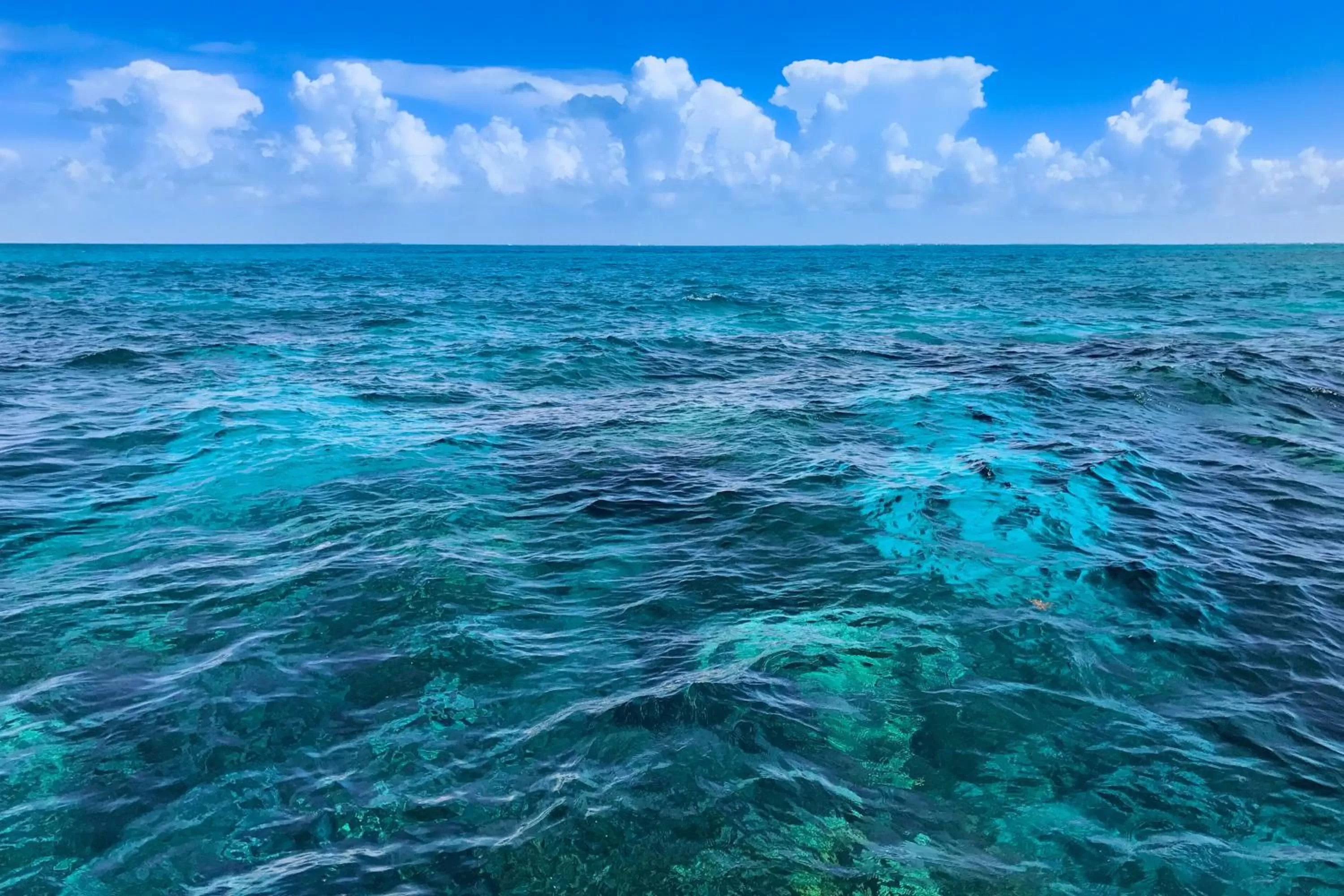 Natural Landscape in Sunrise Suites Barbados Suite #204