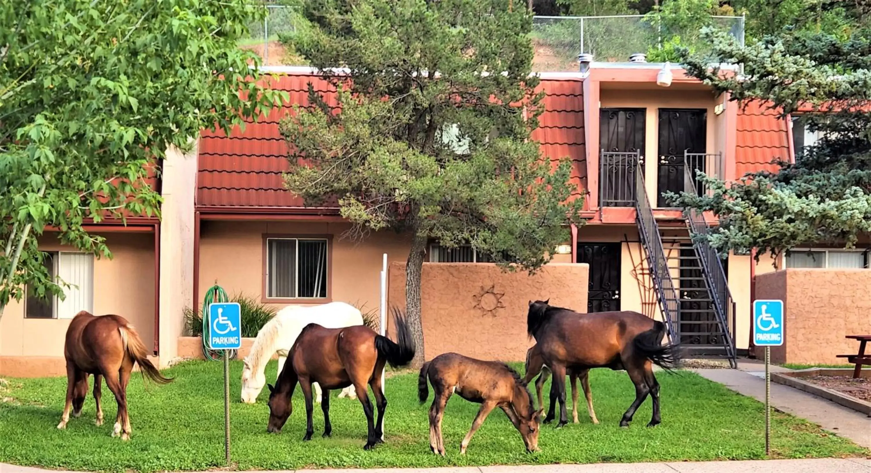 Animals, Other Animals in Pinecliff Village Resort