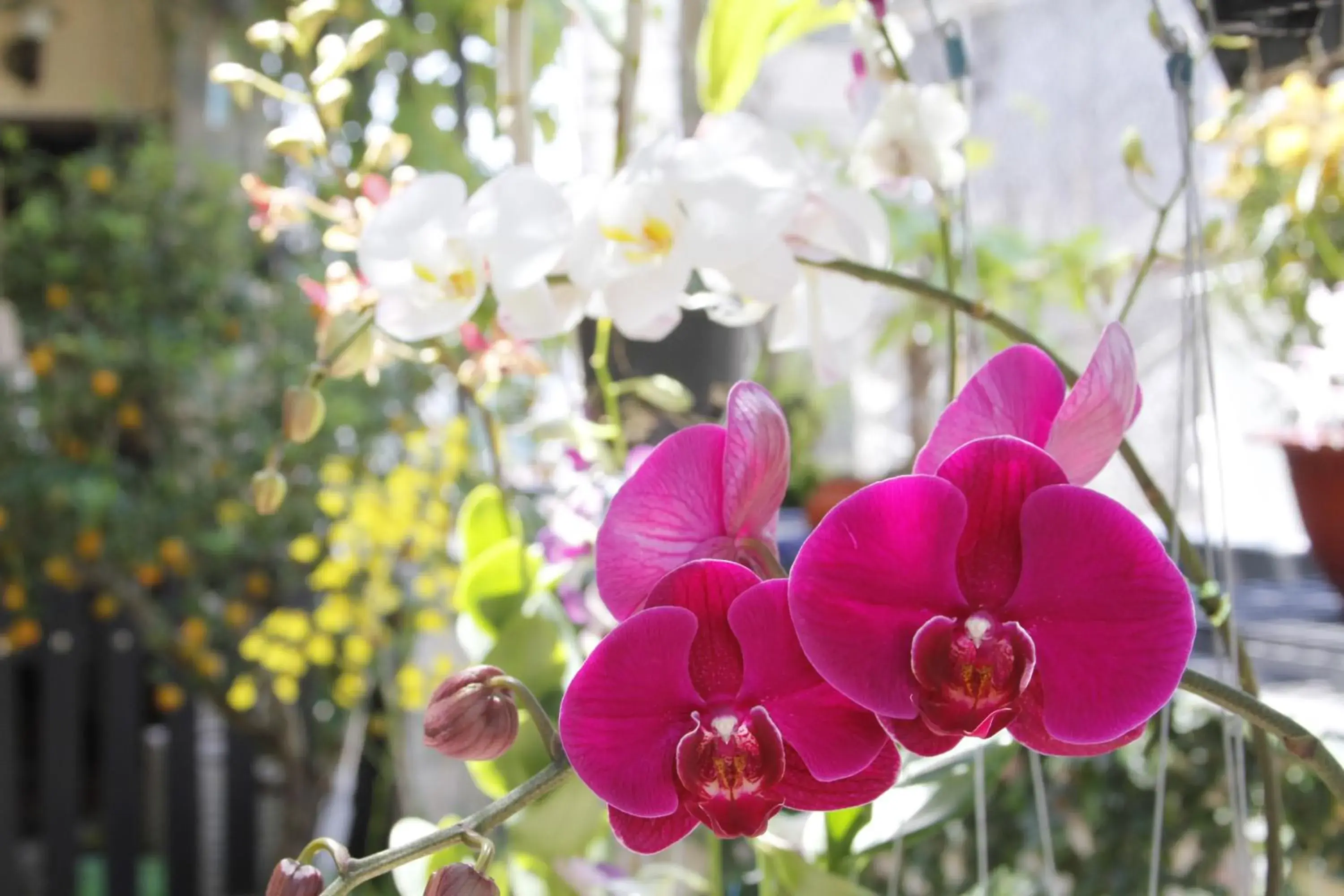 Garden in Ngoc Minh Hotel