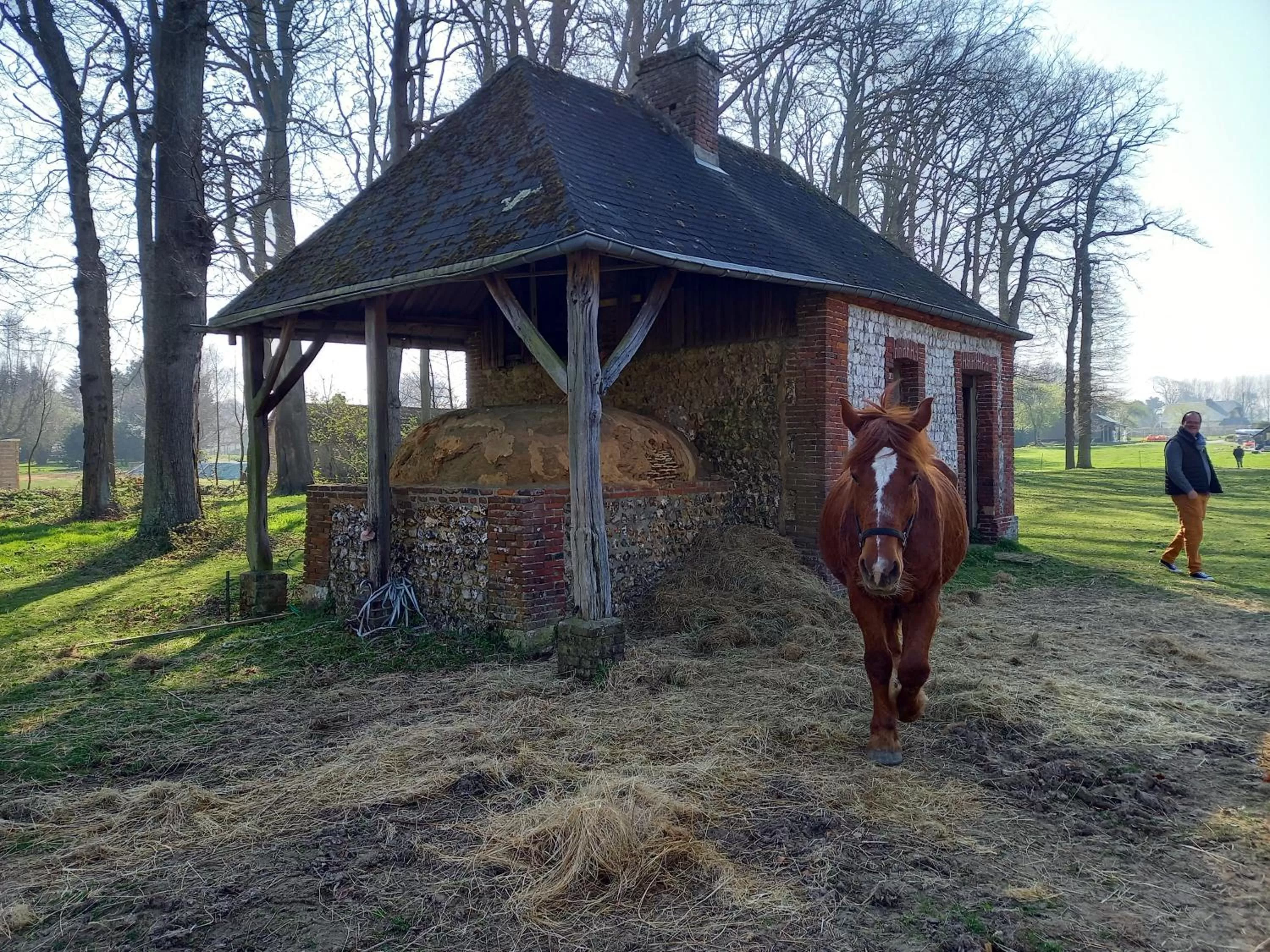 pet friendly in chambres et gites d'étretat