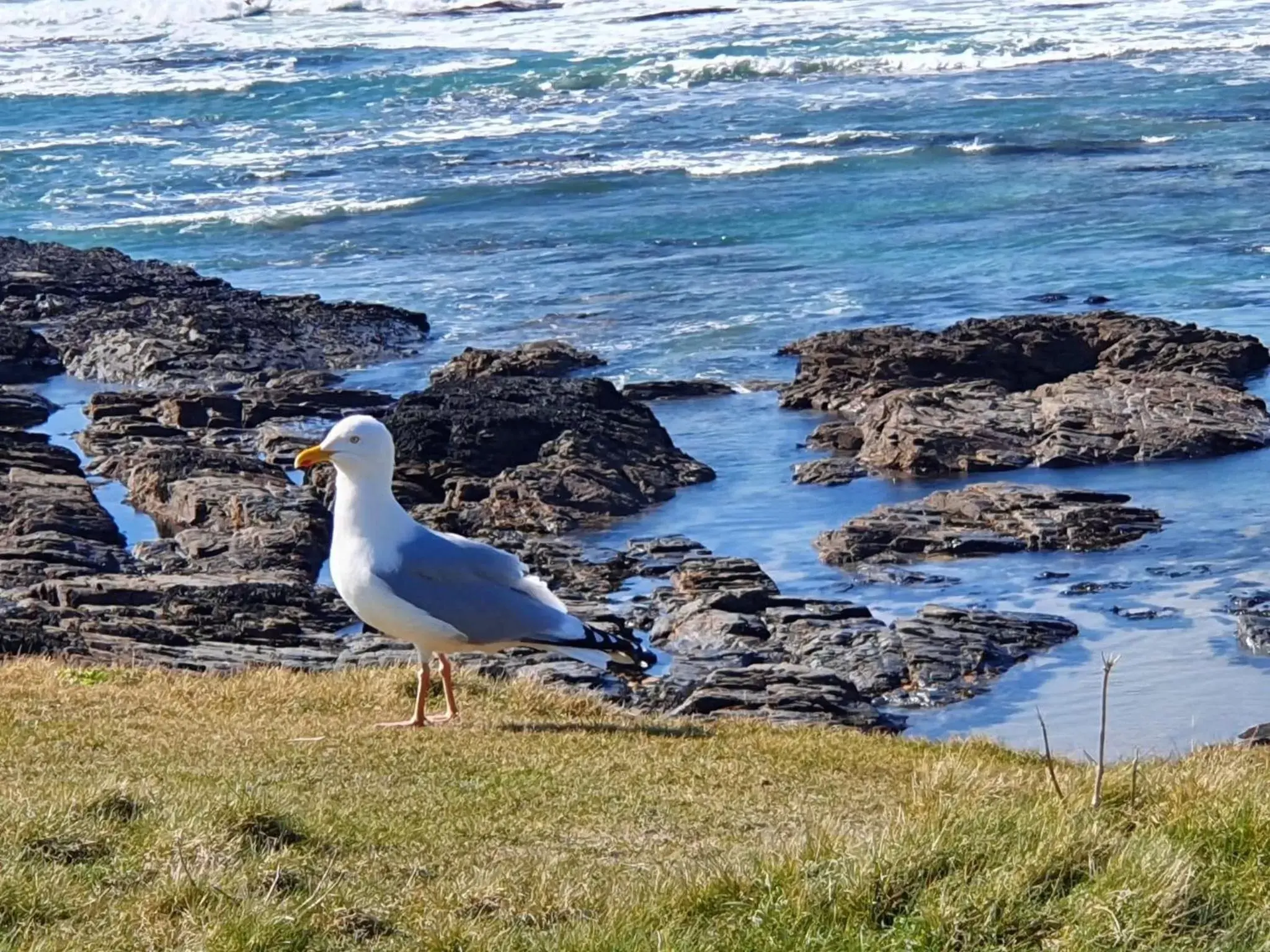 Natural landscape, Other Animals in The Sapling