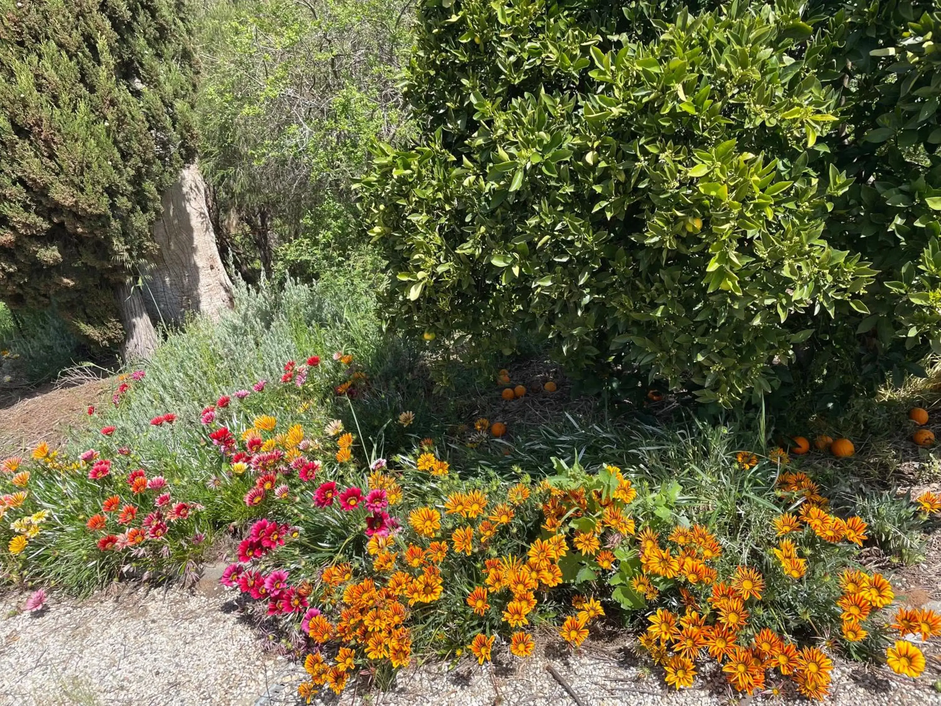 Garden in Byer Fountain Motor Inn