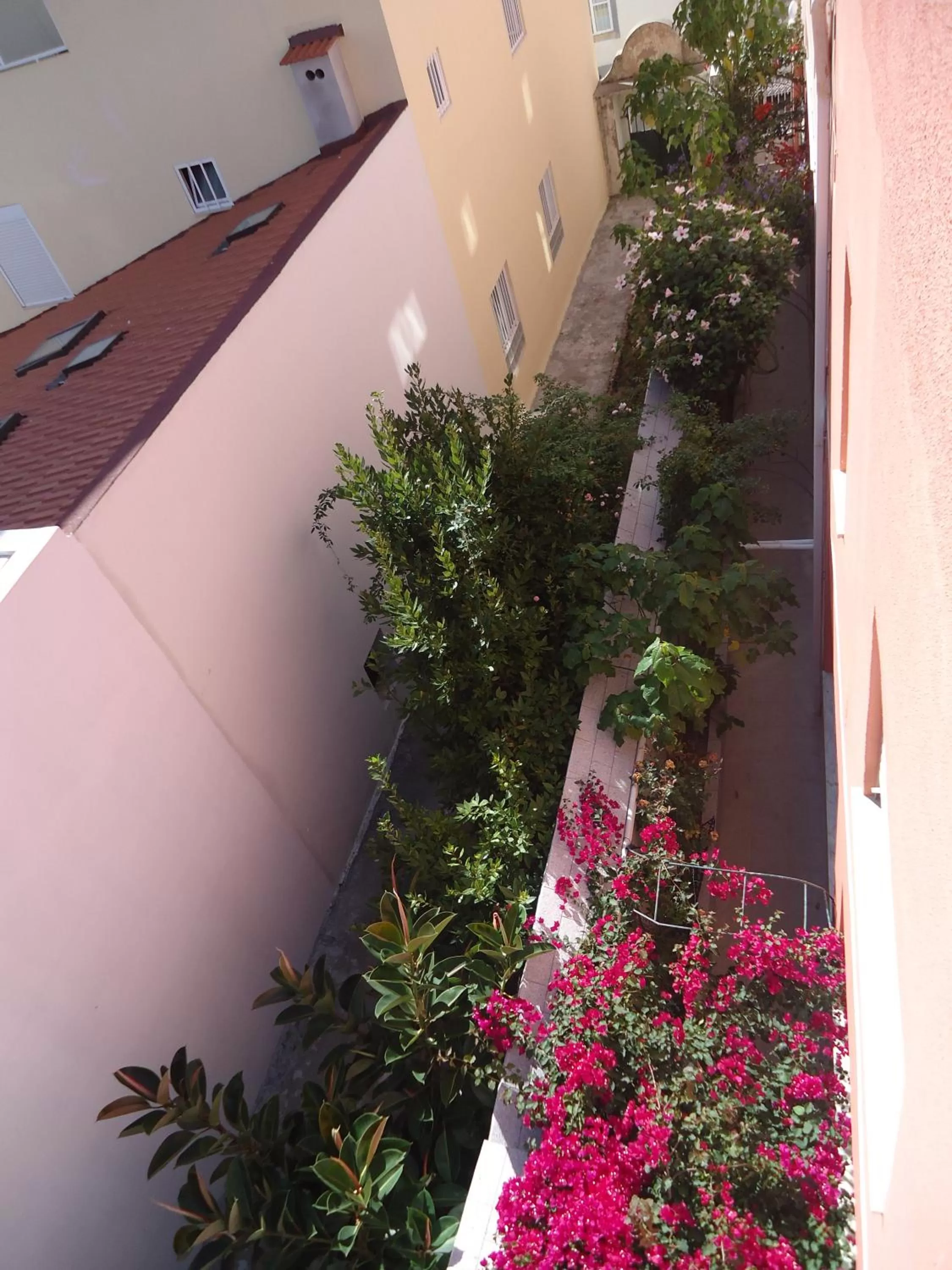 Garden view in Hotel Aviz