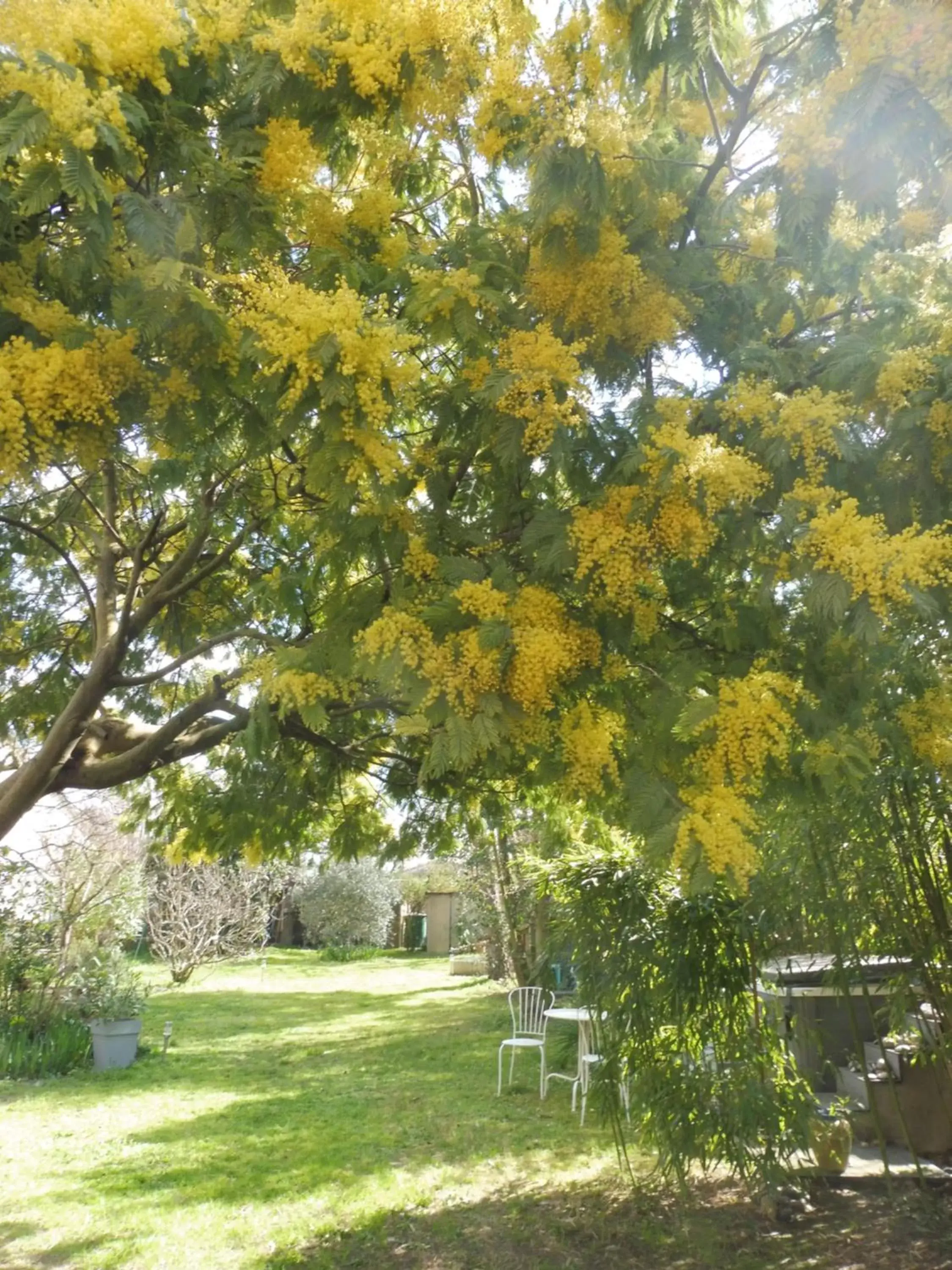 Garden view, Garden in Ma Toulousaine Chambre d'Hôtes