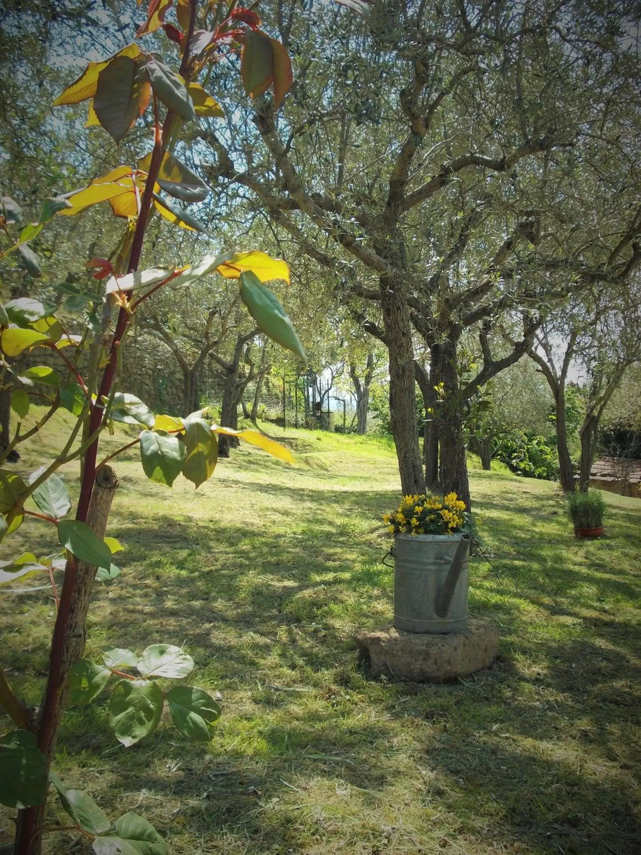 Garden view, Garden in La Casa tra Gli Ulivi Cottage House