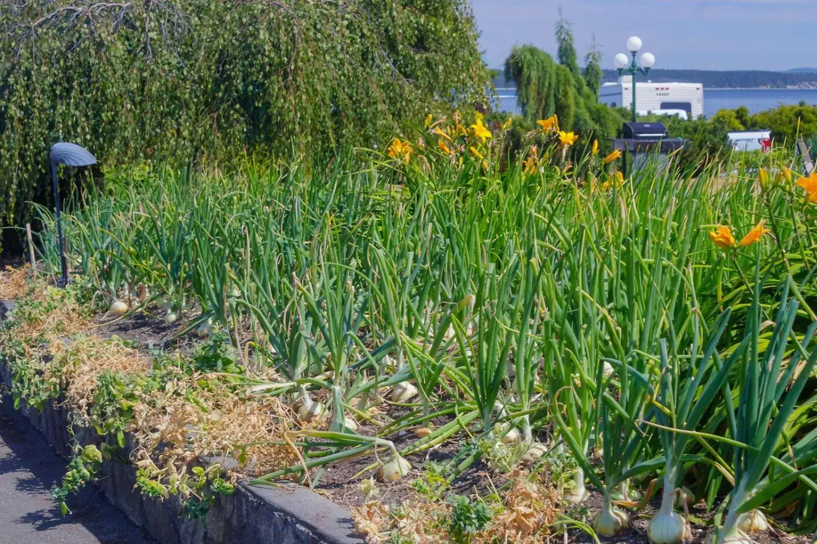 Garden in The Cedarwood Inn & Suites