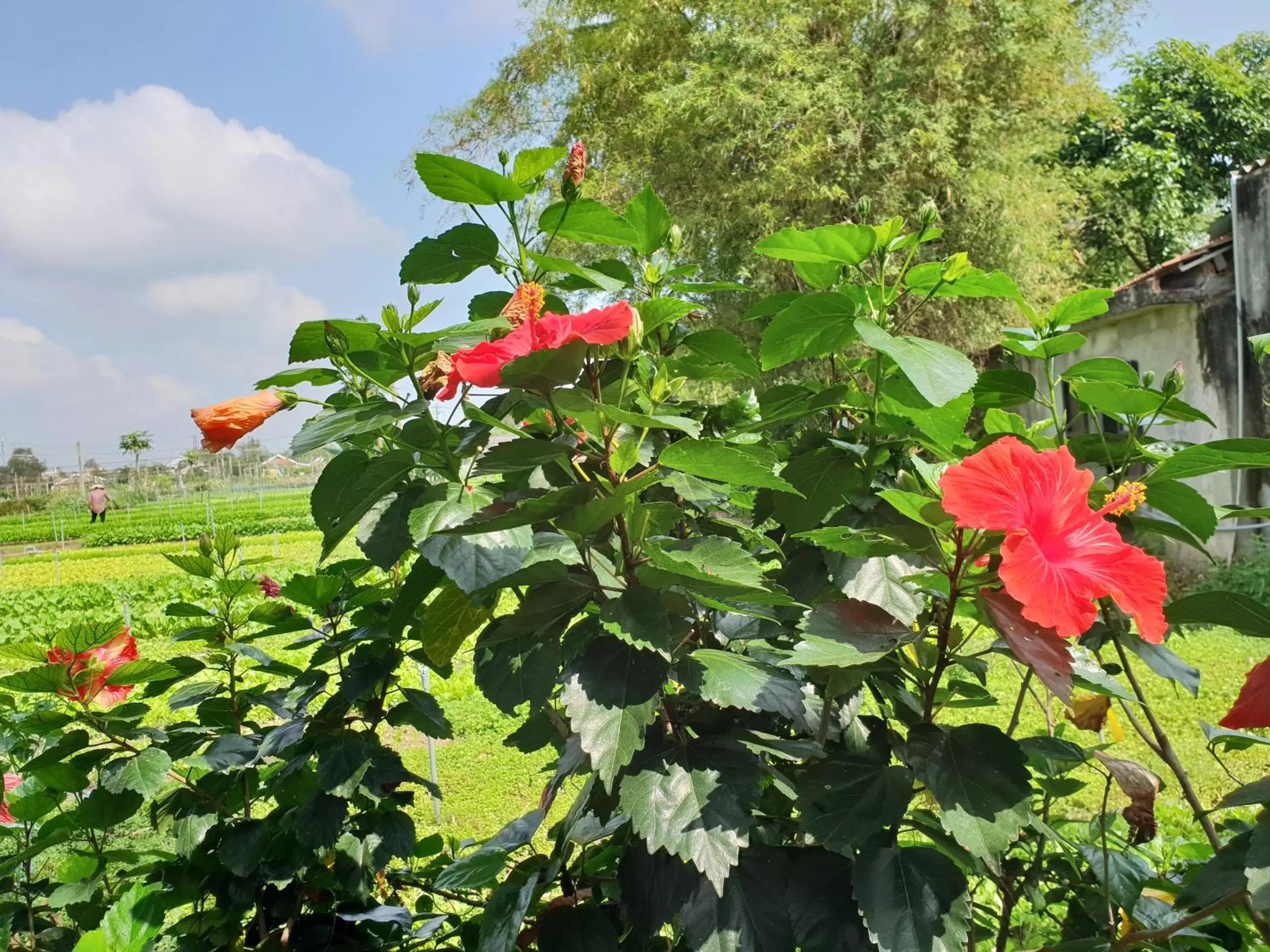 Garden in Hoi an Osaka Riverside Villa & Spa